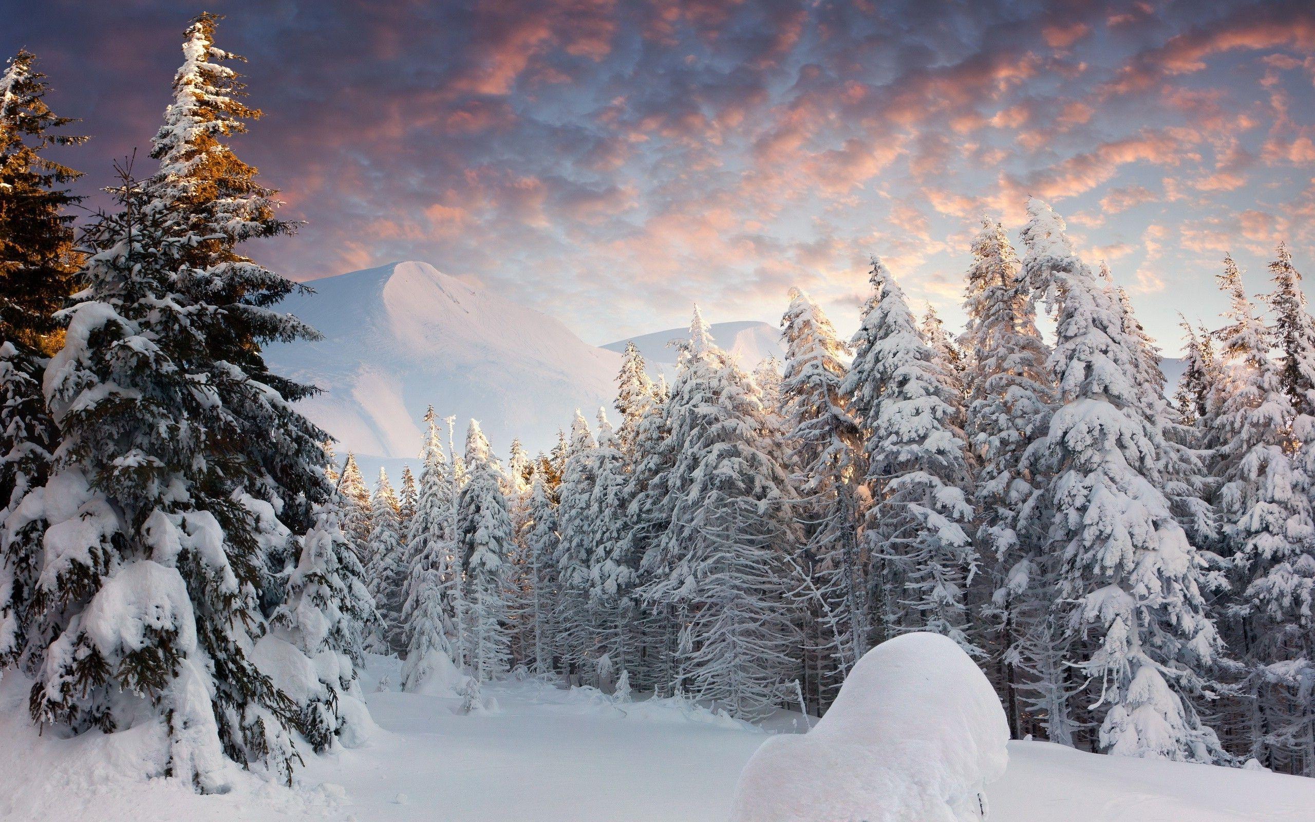 Snow Forest Wallpapers Top Free Snow Forest Backgrounds WallpaperAccess