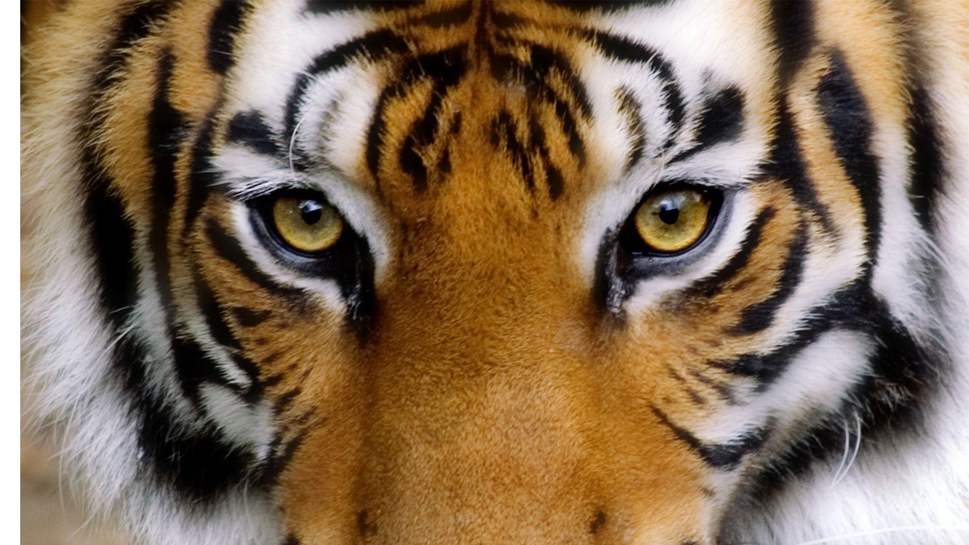 Tiger Eyes Wallpapers Top Free Tiger Eyes Backgrounds WallpaperAccess