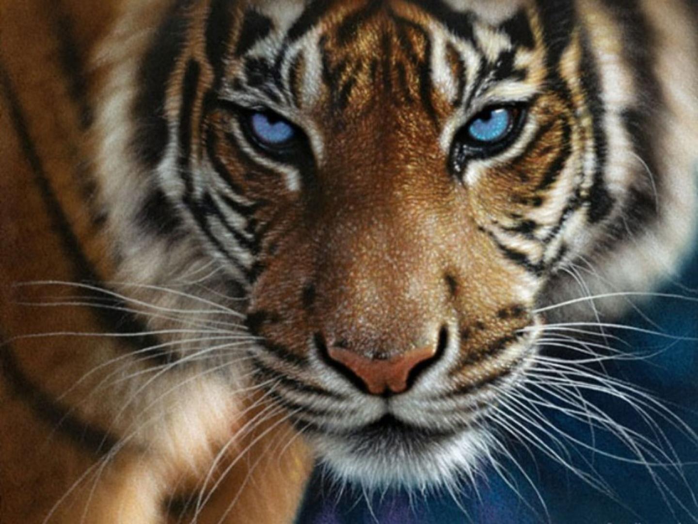 Tiger Eyes Wallpapers Top Free Tiger Eyes Backgrounds WallpaperAccess
