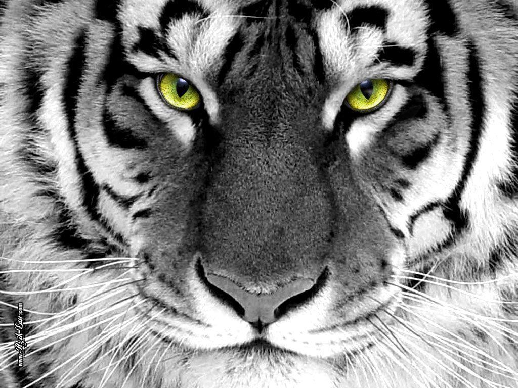 Tiger Eyes Wallpapers Top Free Tiger Eyes Backgrounds WallpaperAccess
