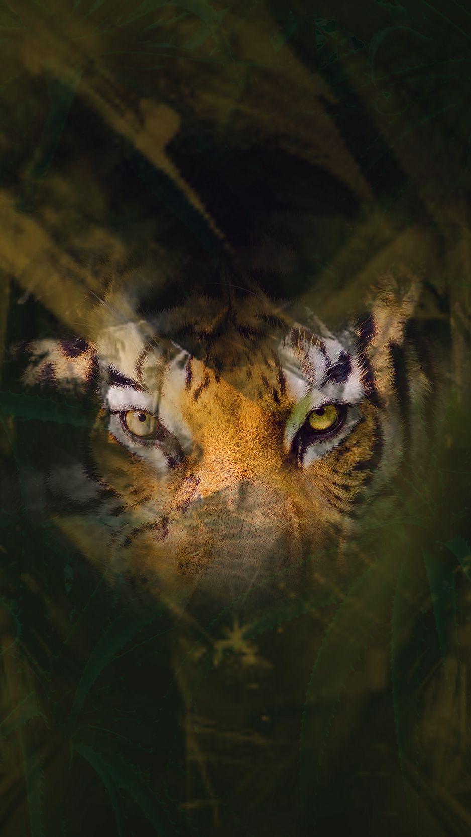 Tiger Eyes Wallpapers Top Free Tiger Eyes Backgrounds WallpaperAccess