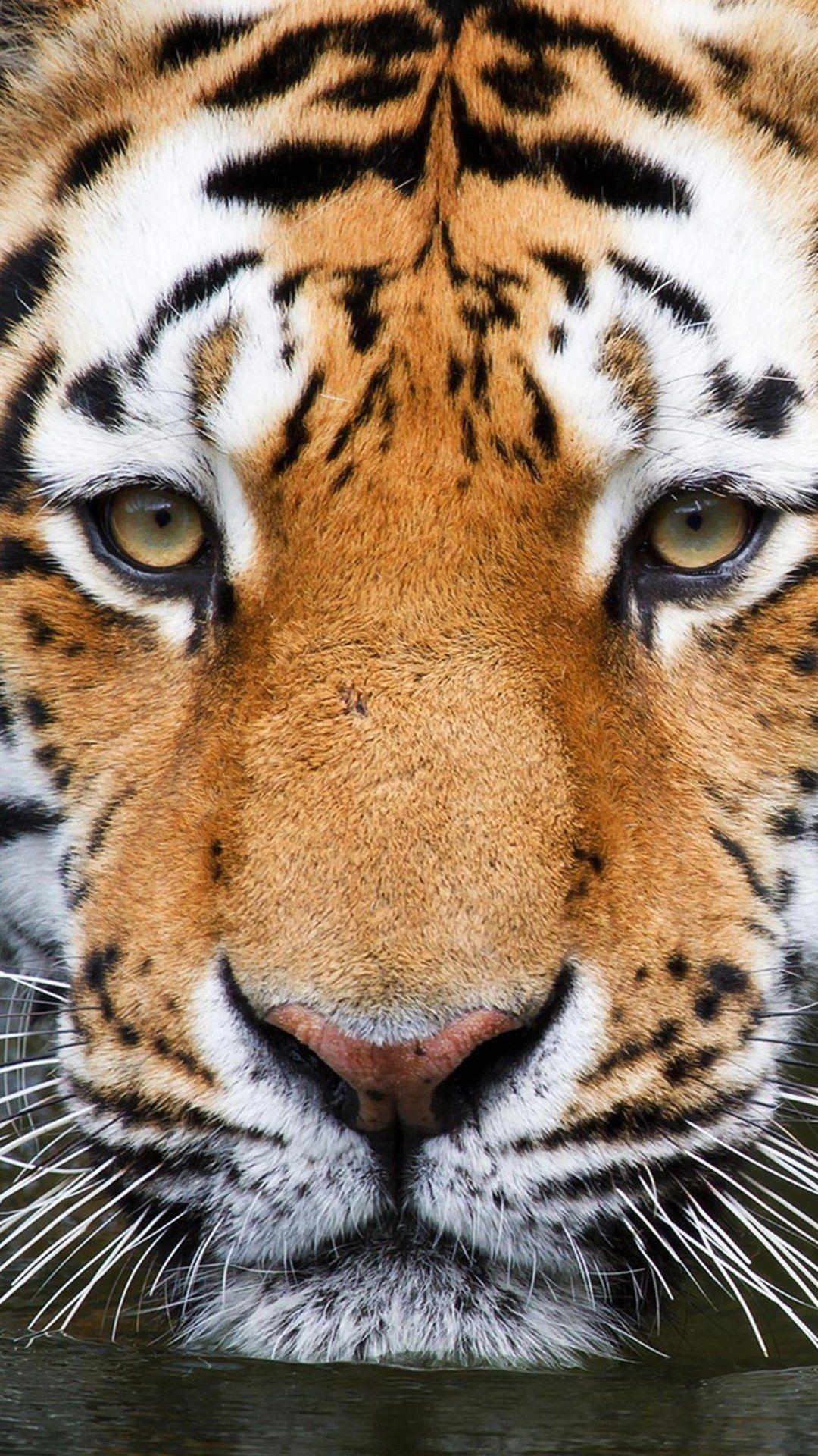 Tiger Eyes Wallpapers Top Free Tiger Eyes Backgrounds WallpaperAccess