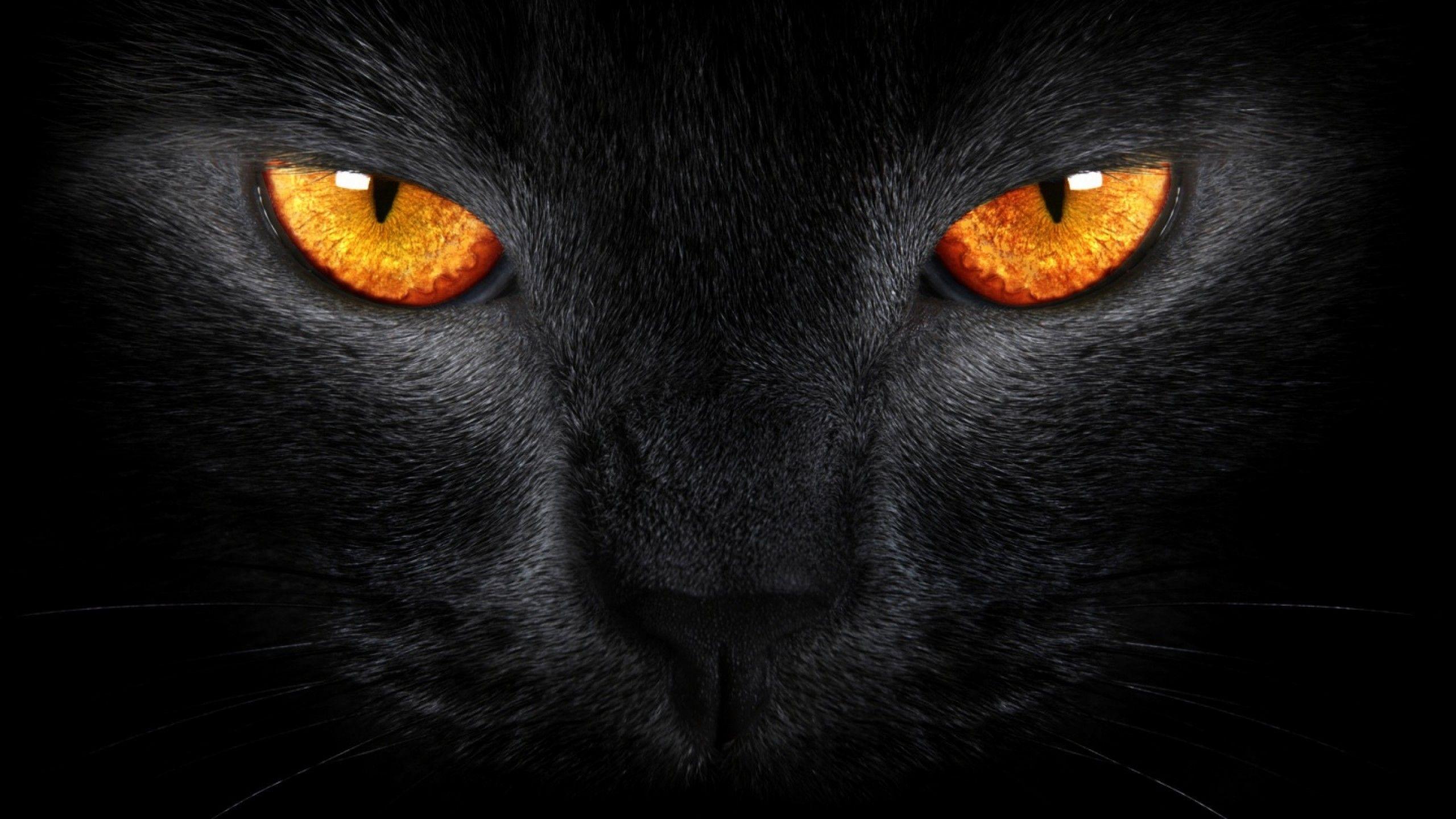 Tiger Eyes Wallpapers Top Free Tiger Eyes Backgrounds WallpaperAccess