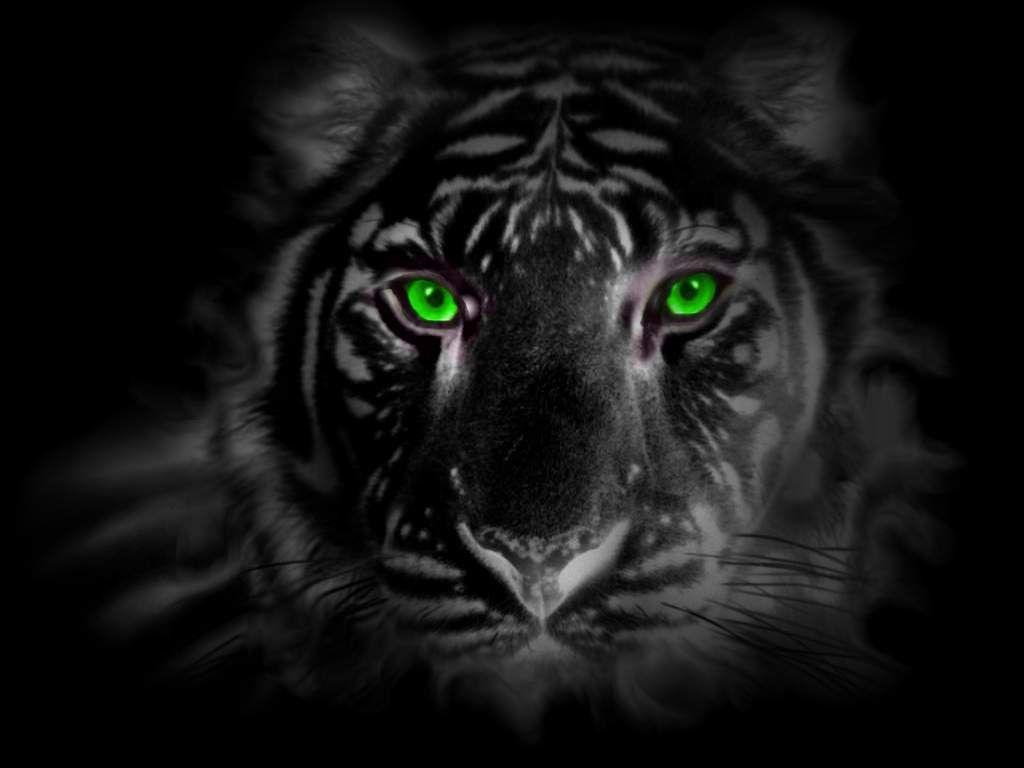 Tiger Eyes Wallpapers Top Free Tiger Eyes Backgrounds WallpaperAccess