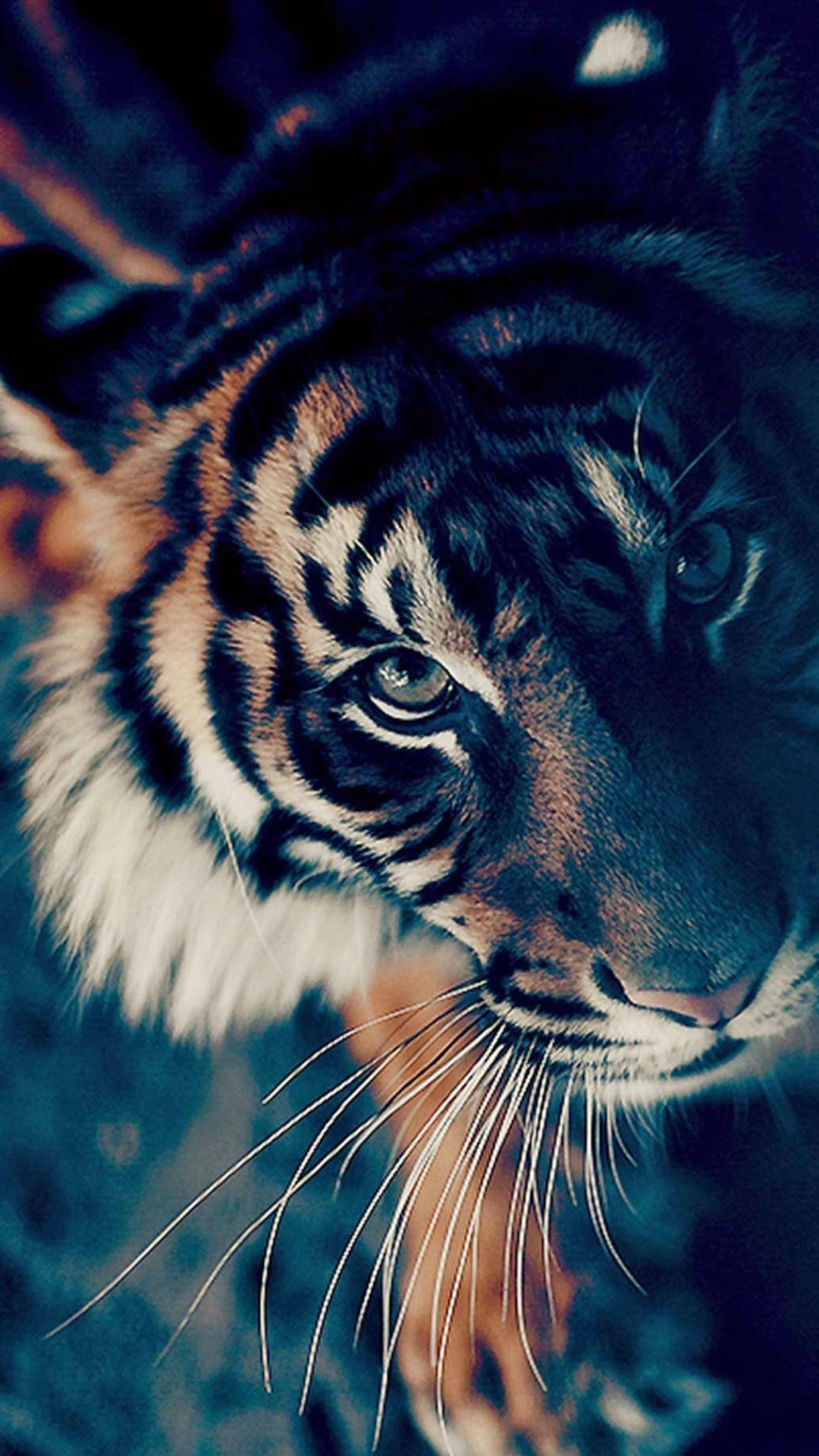 Cool Tiger iPhone Wallpapers Top Free Cool Tiger iPhone Backgrounds WallpaperAccess