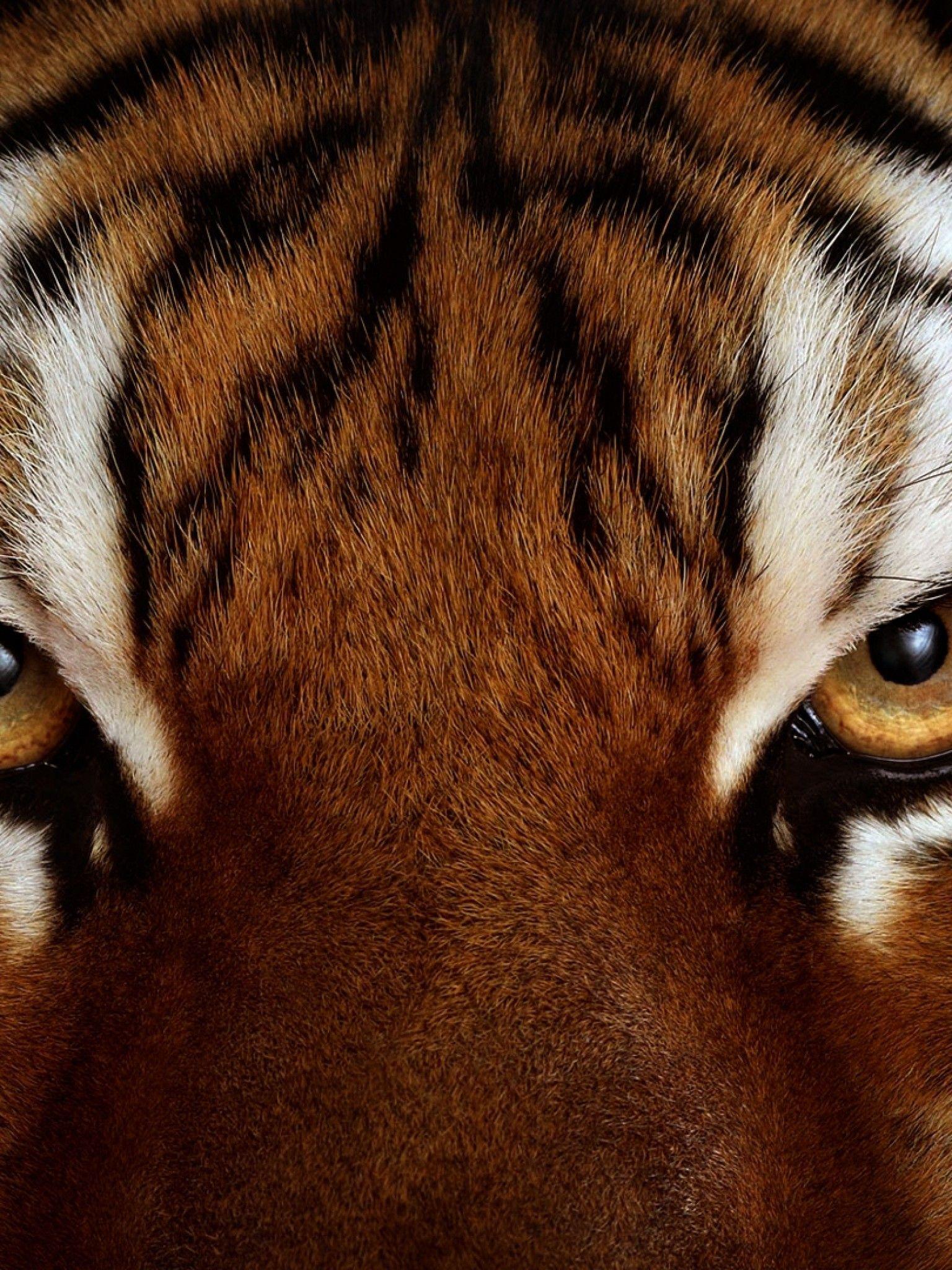 Tiger Eyes Wallpapers Top Free Tiger Eyes Backgrounds WallpaperAccess