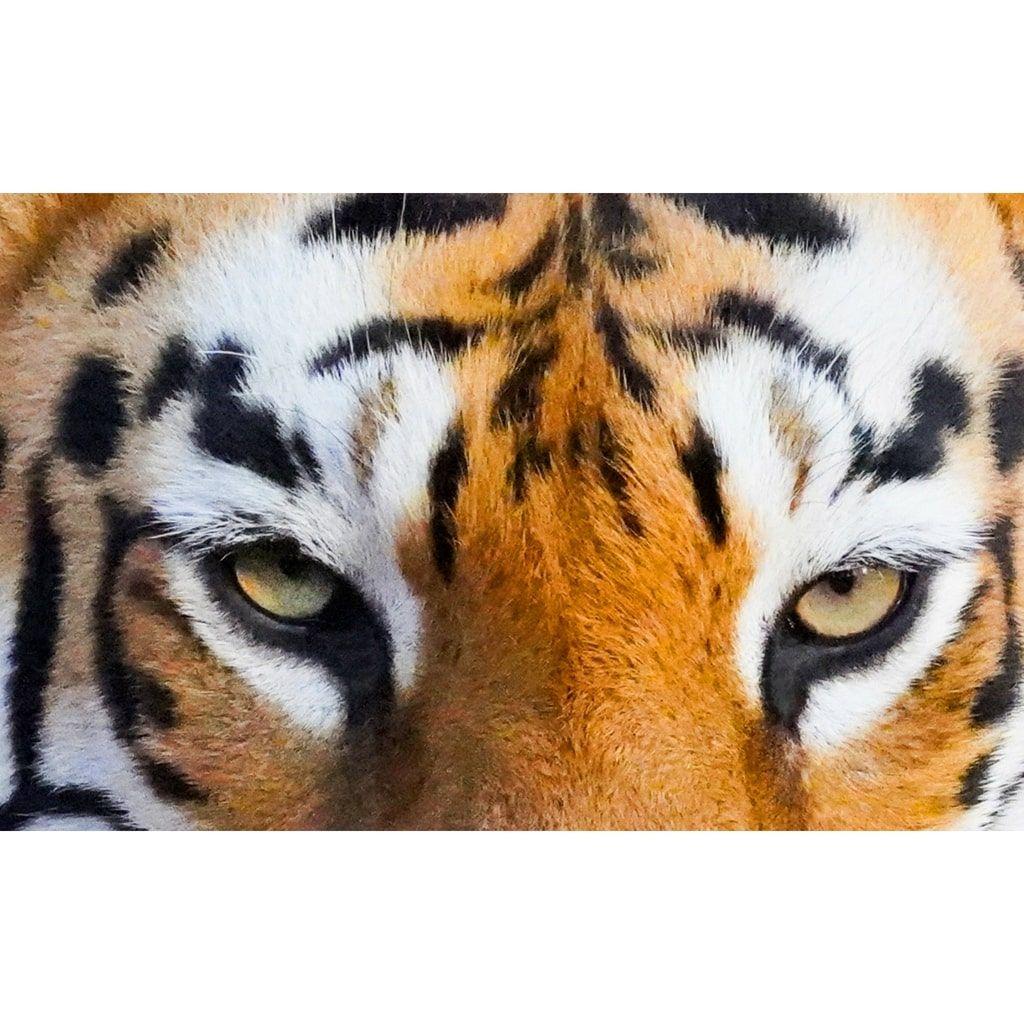 Tiger Eyes Wallpapers Top Free Tiger Eyes Backgrounds WallpaperAccess