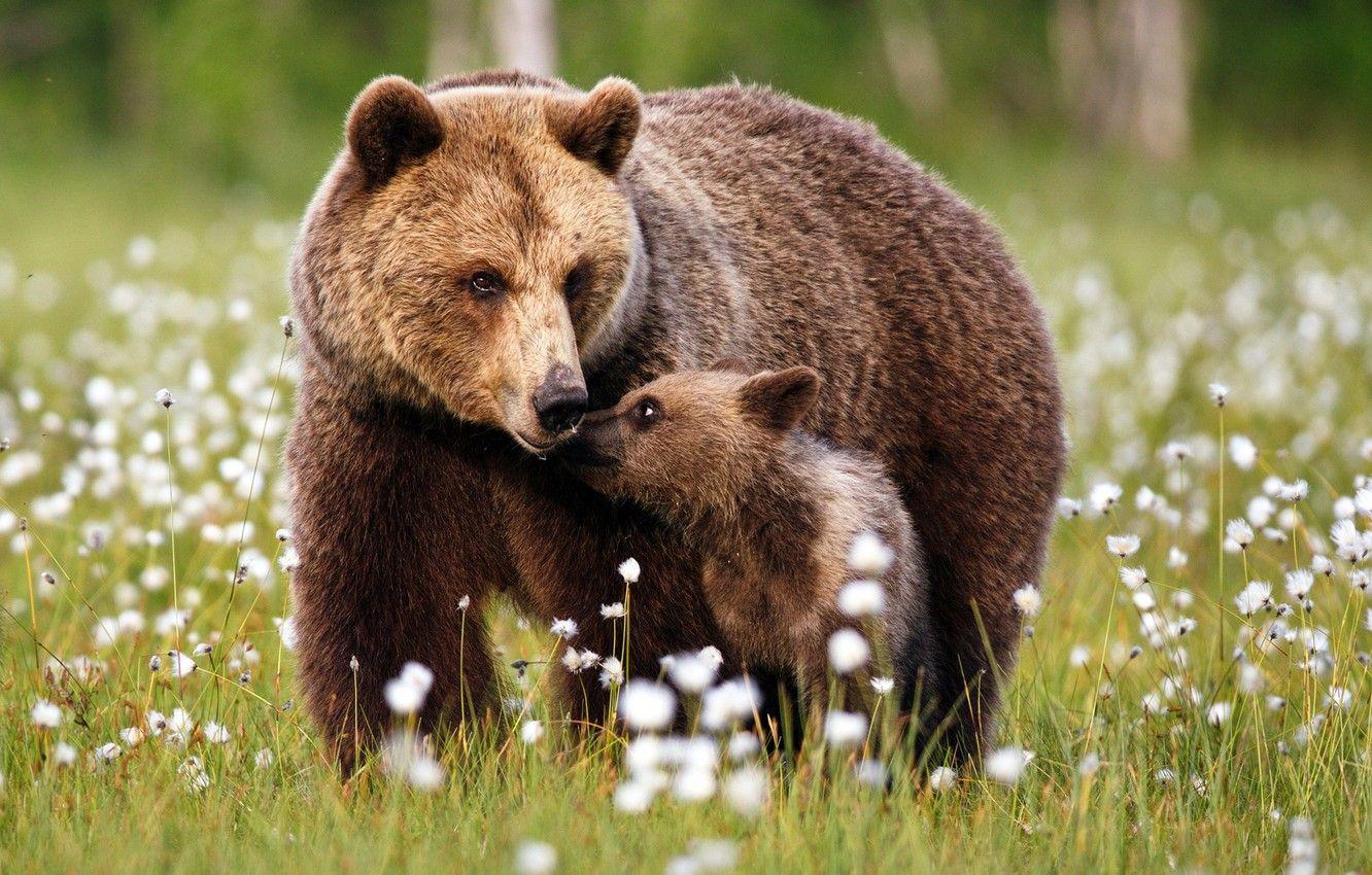 Baby Bear Wallpapers Top Free Baby Bear Backgrounds WallpaperAccess