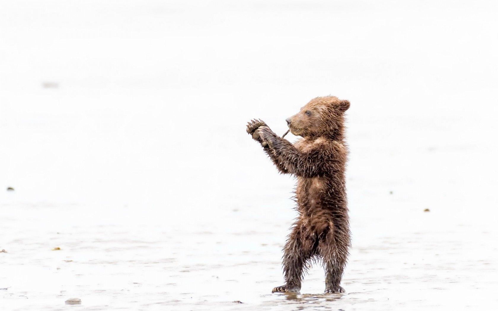 Baby Bear Wallpapers Top Free Baby Bear Backgrounds WallpaperAccess