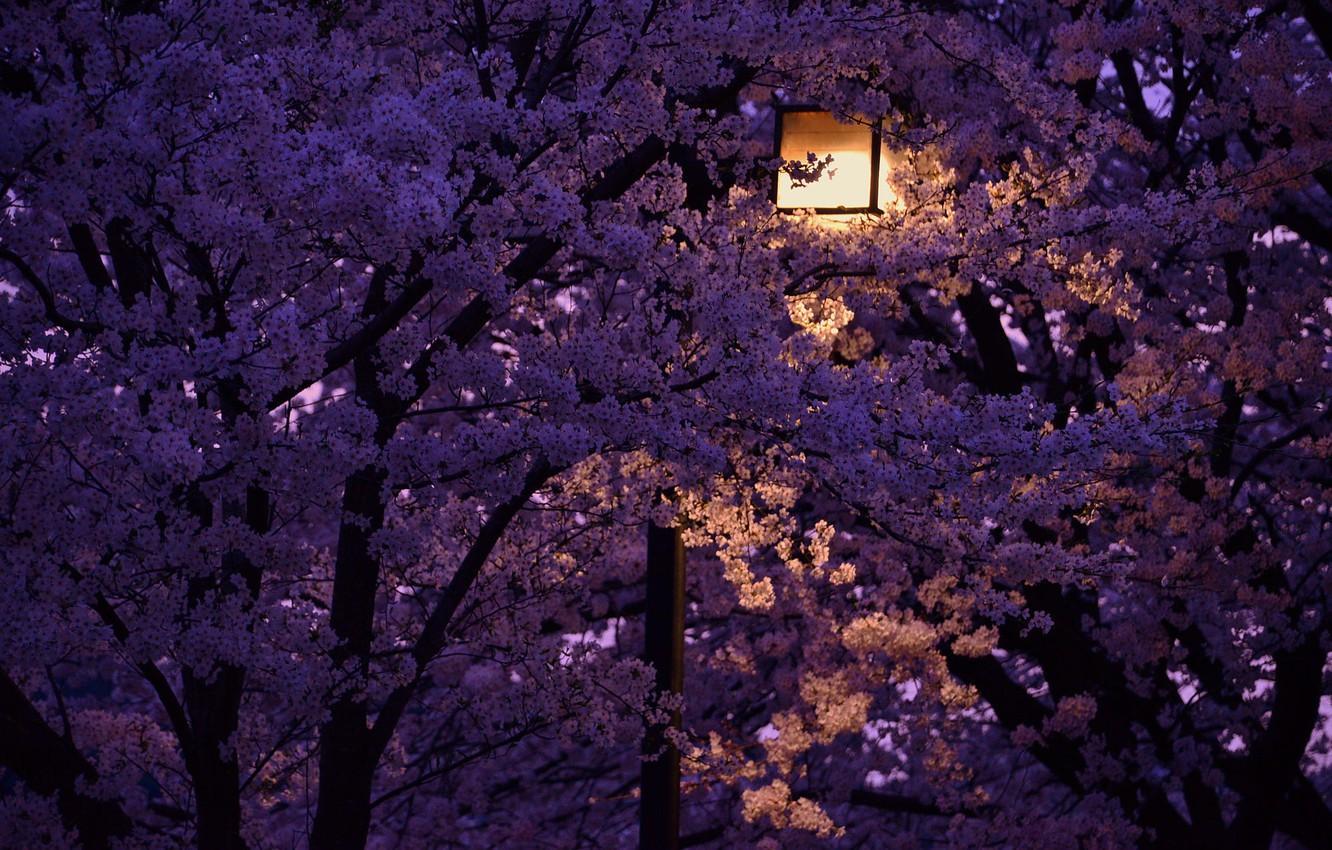 Cherry Blossoms at Night Wallpapers Top Free Cherry Blossoms at Night