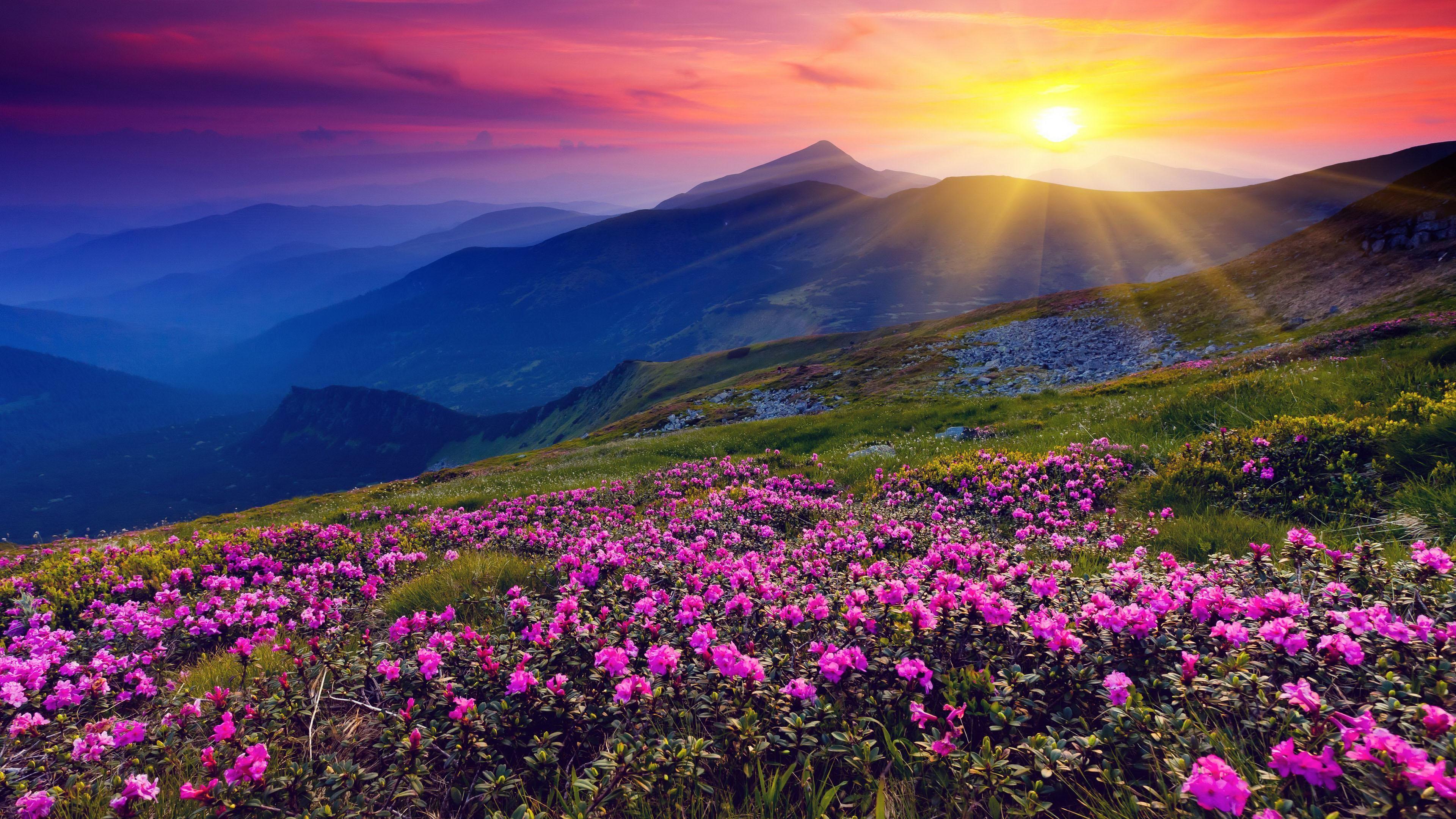 Flower Sunrise Wallpapers Top Free Flower Sunrise Backgrounds