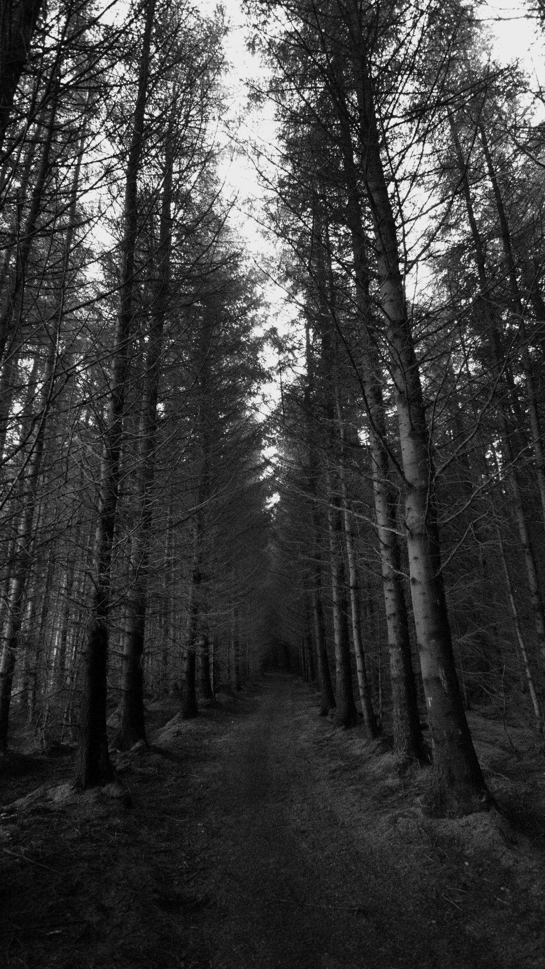 Dark Forest Phone Wallpapers Top Free Dark Forest Phone Backgrounds WallpaperAccess