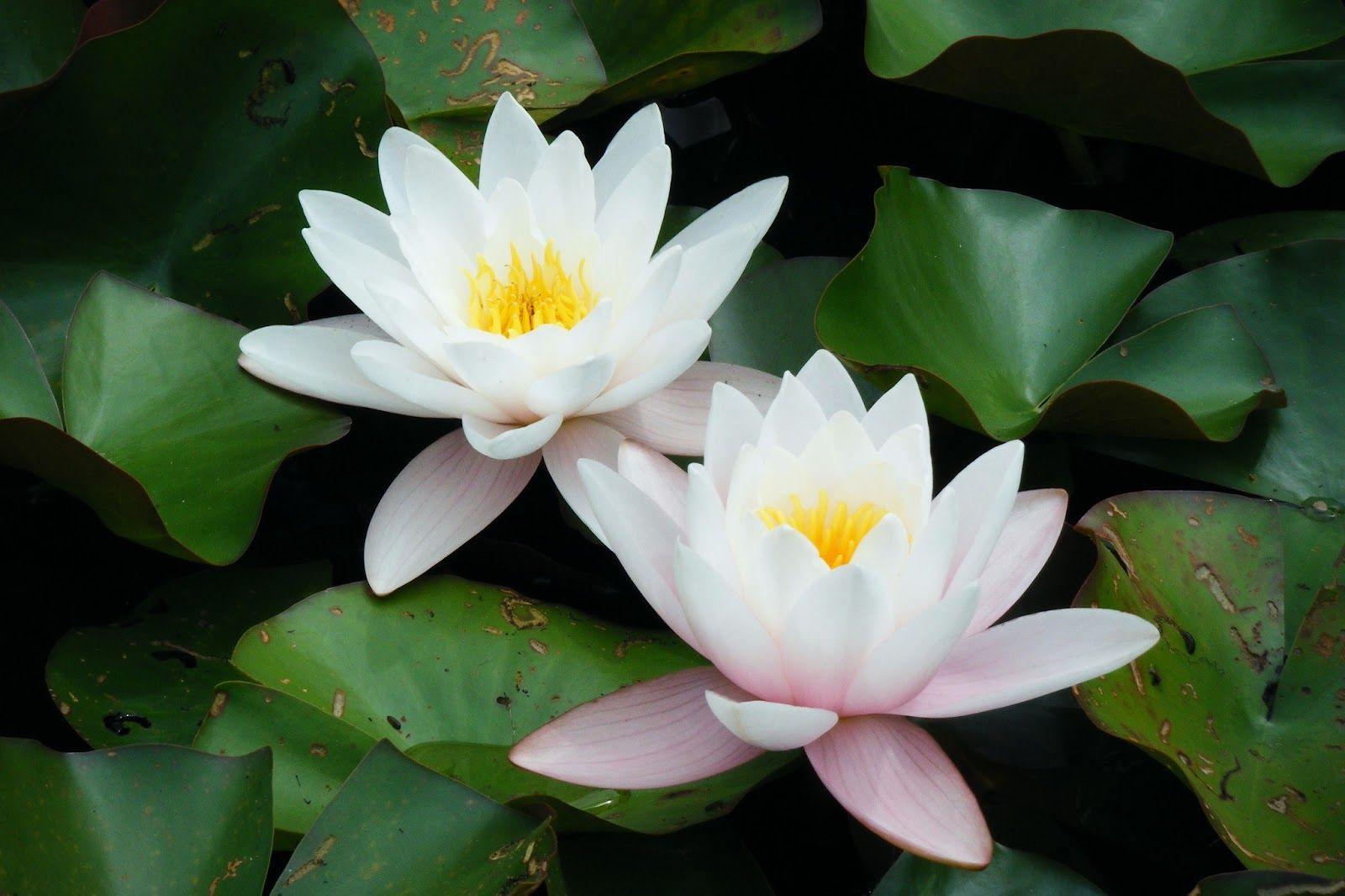 Lotus Flower HD Wallpapers Top Free Lotus Flower HD Backgrounds