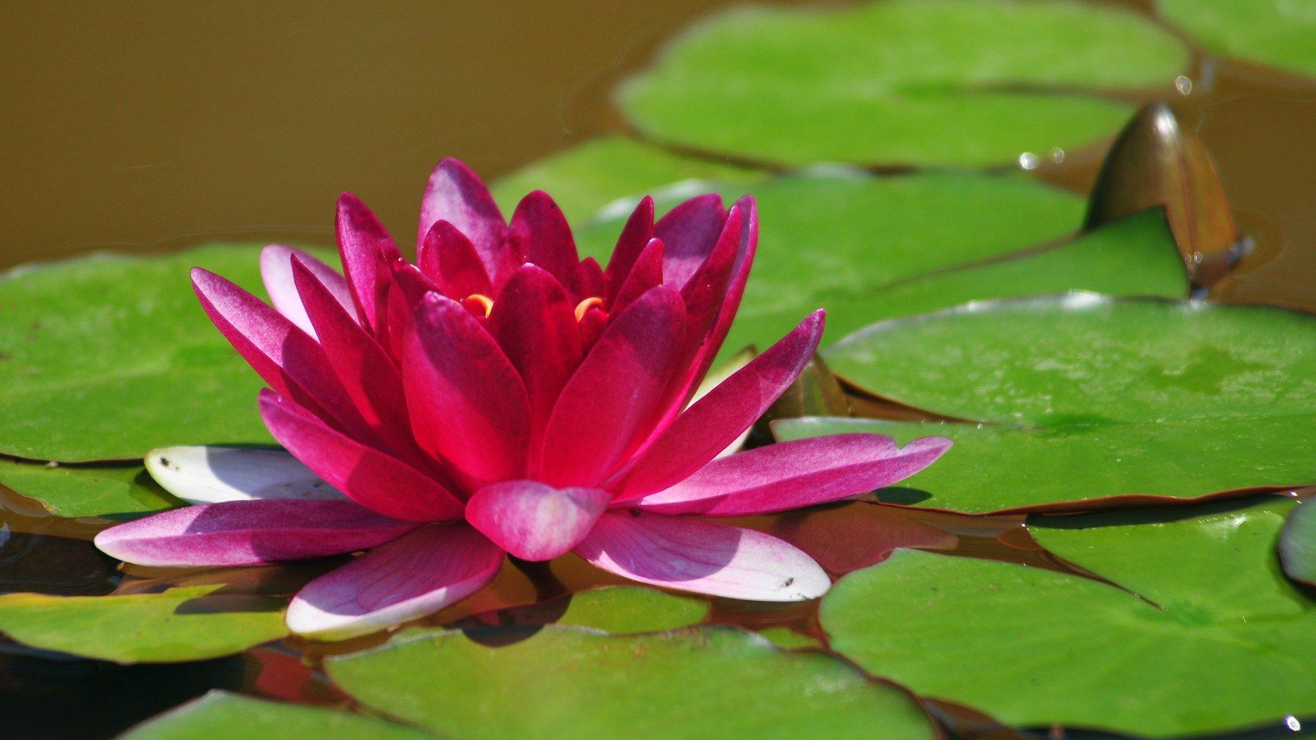 Lotus Flower HD Wallpapers Top Free Lotus Flower HD Backgrounds