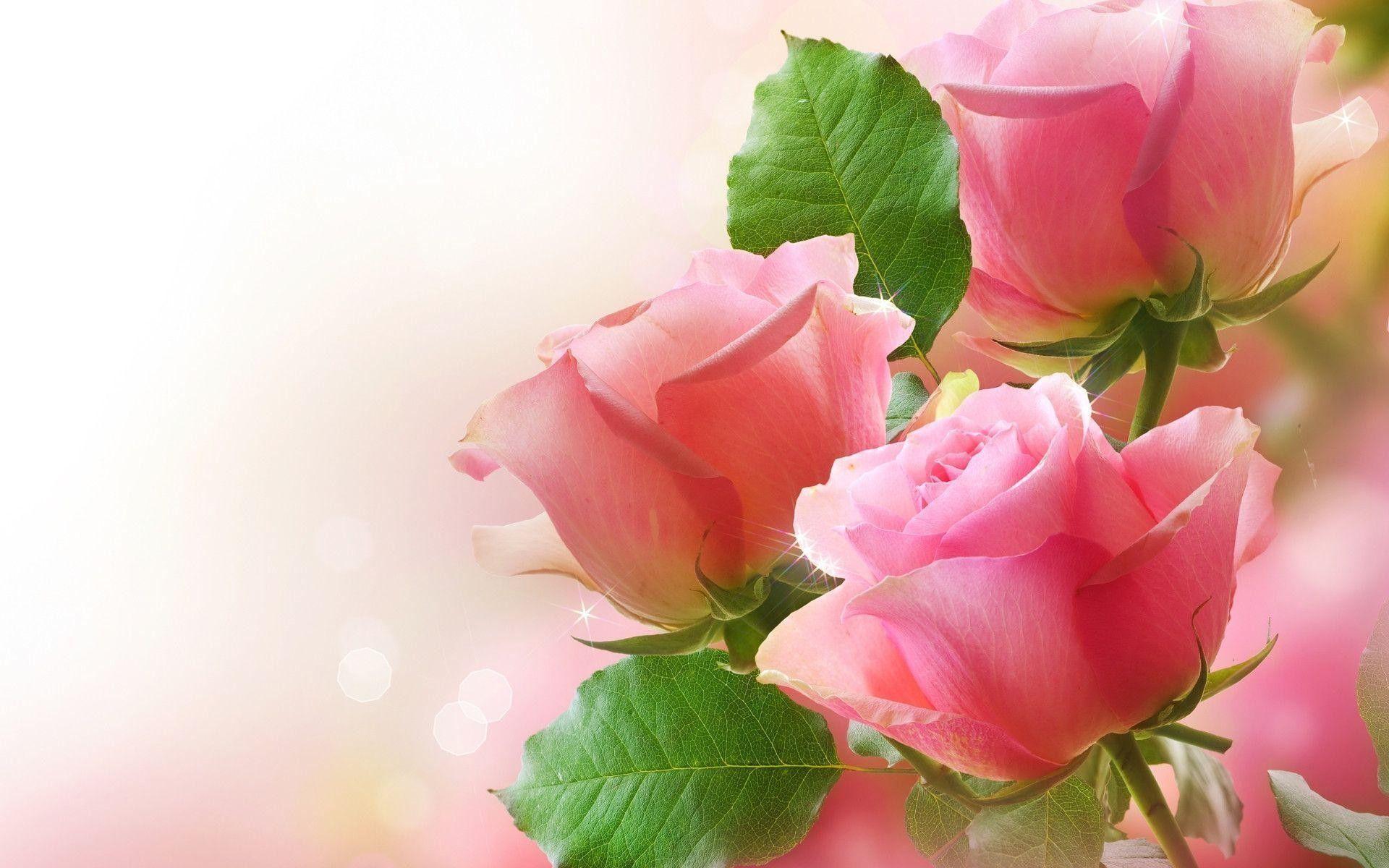 Love Rose HD Wallpapers Top Free Love Rose HD Backgrounds