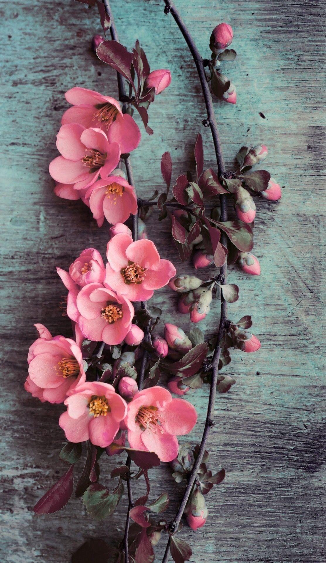 Pink Flower iPhone HD Wallpapers Top Free Pink Flower iPhone HD