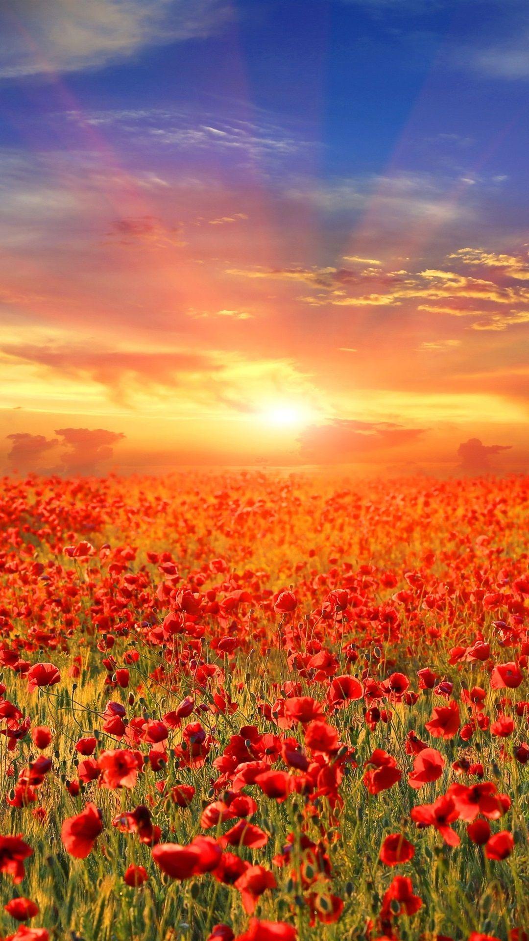 Flower Sunrise Wallpapers Top Free Flower Sunrise Backgrounds
