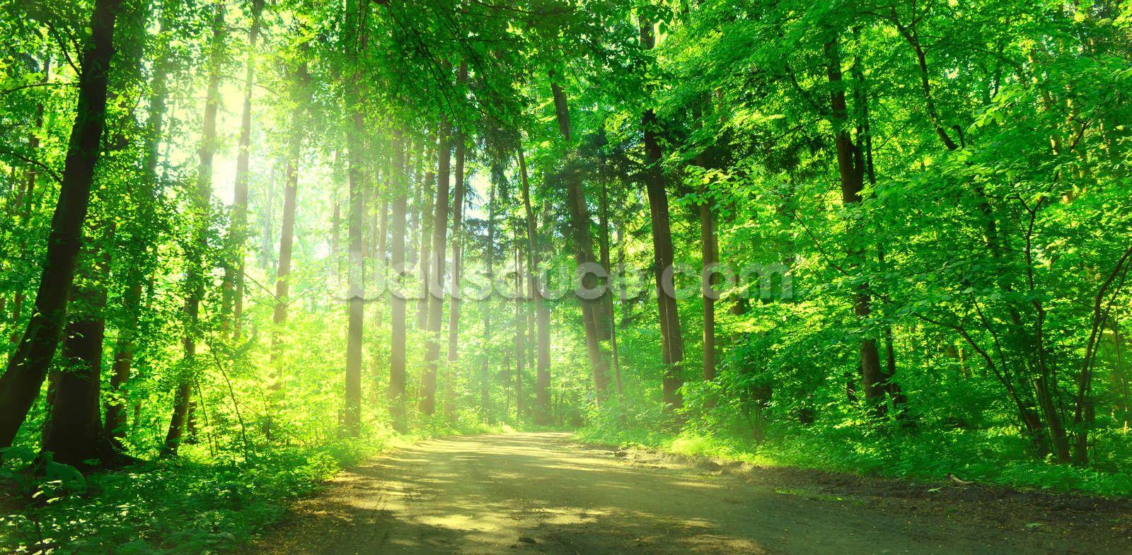 Woodland Wallpapers Top Free Woodland Backgrounds WallpaperAccess