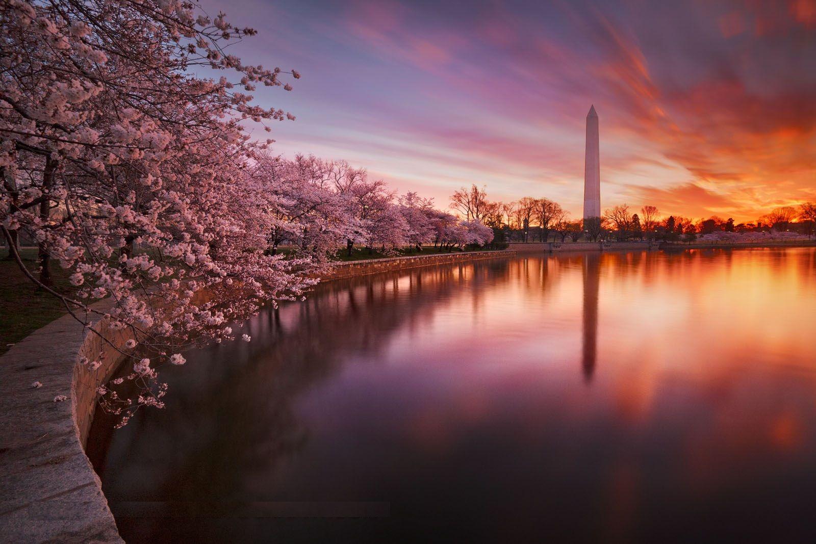 DC Cherry Blossom Desktop Wallpapers Top Free DC Cherry Blossom