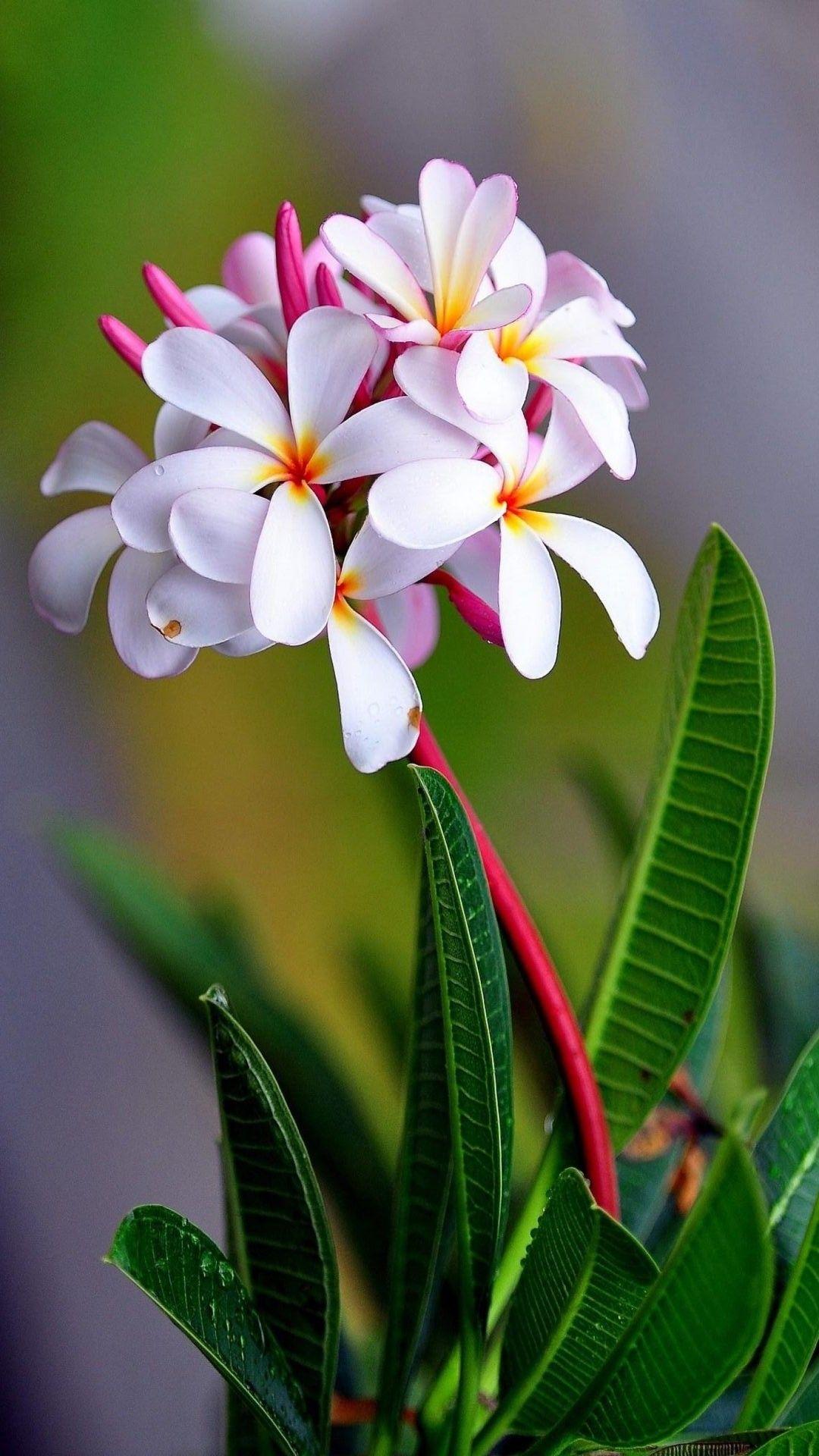 White Flowers Wallpapers Top Free White Flowers Backgrounds