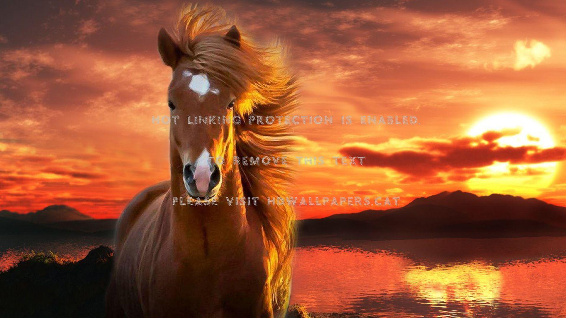 Horse Sunset Wallpapers Top Free Horse Sunset Backgrounds