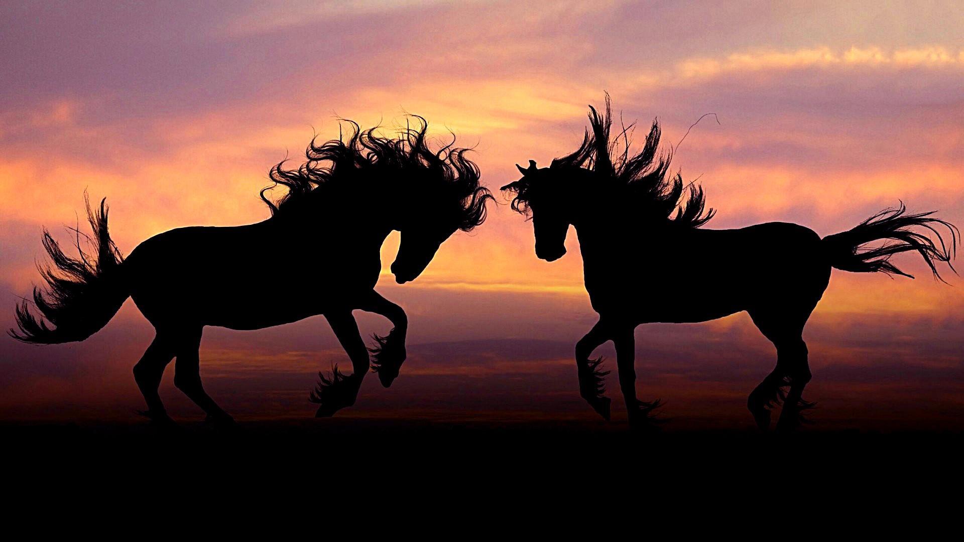 Horse Sunset Wallpapers Top Free Horse Sunset Backgrounds