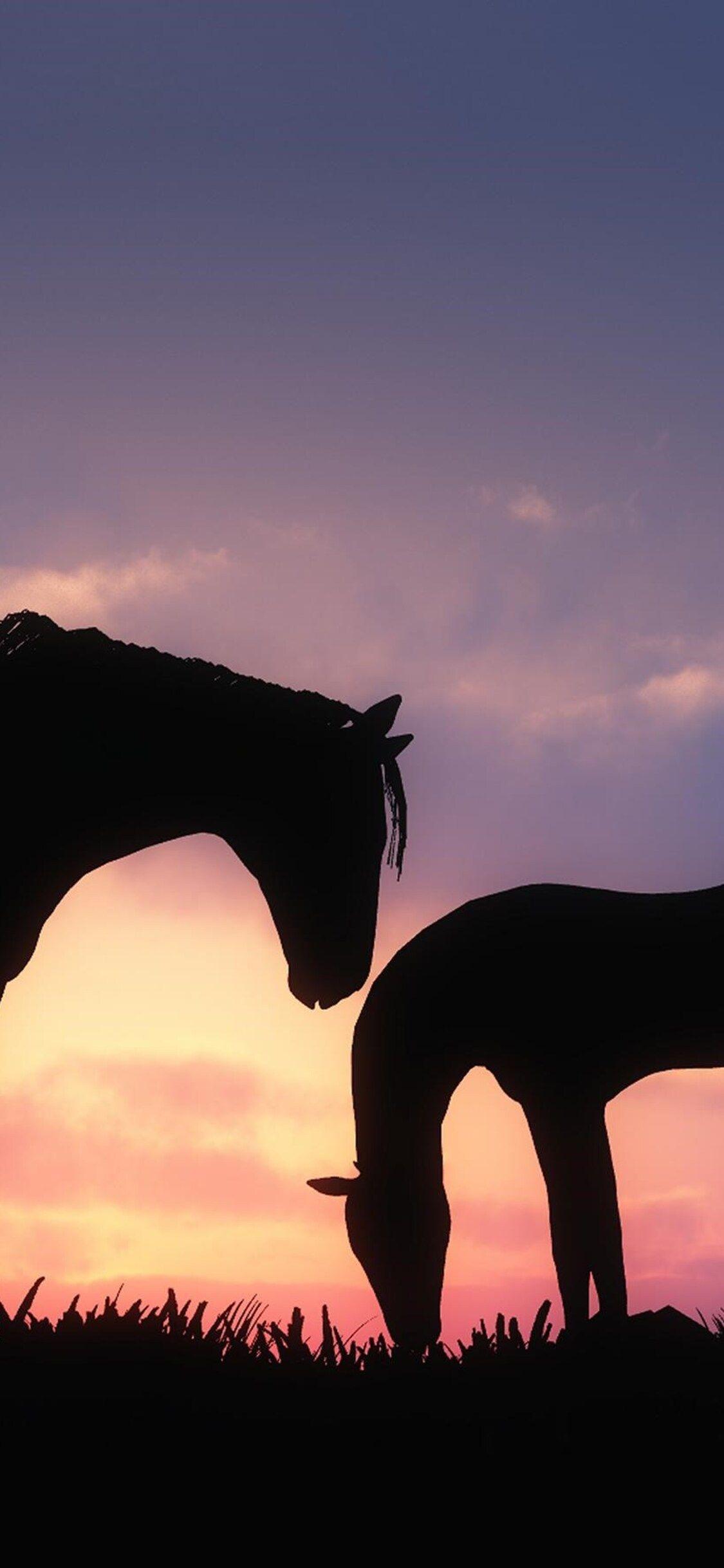 Horse Sunset Wallpapers Top Free Horse Sunset Backgrounds