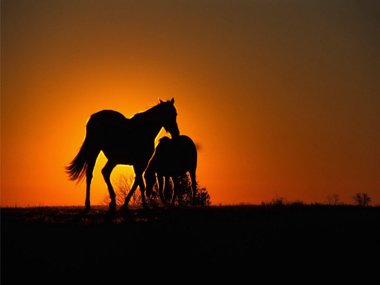 Horse Sunset Wallpapers Top Free Horse Sunset Backgrounds WallpaperAccess