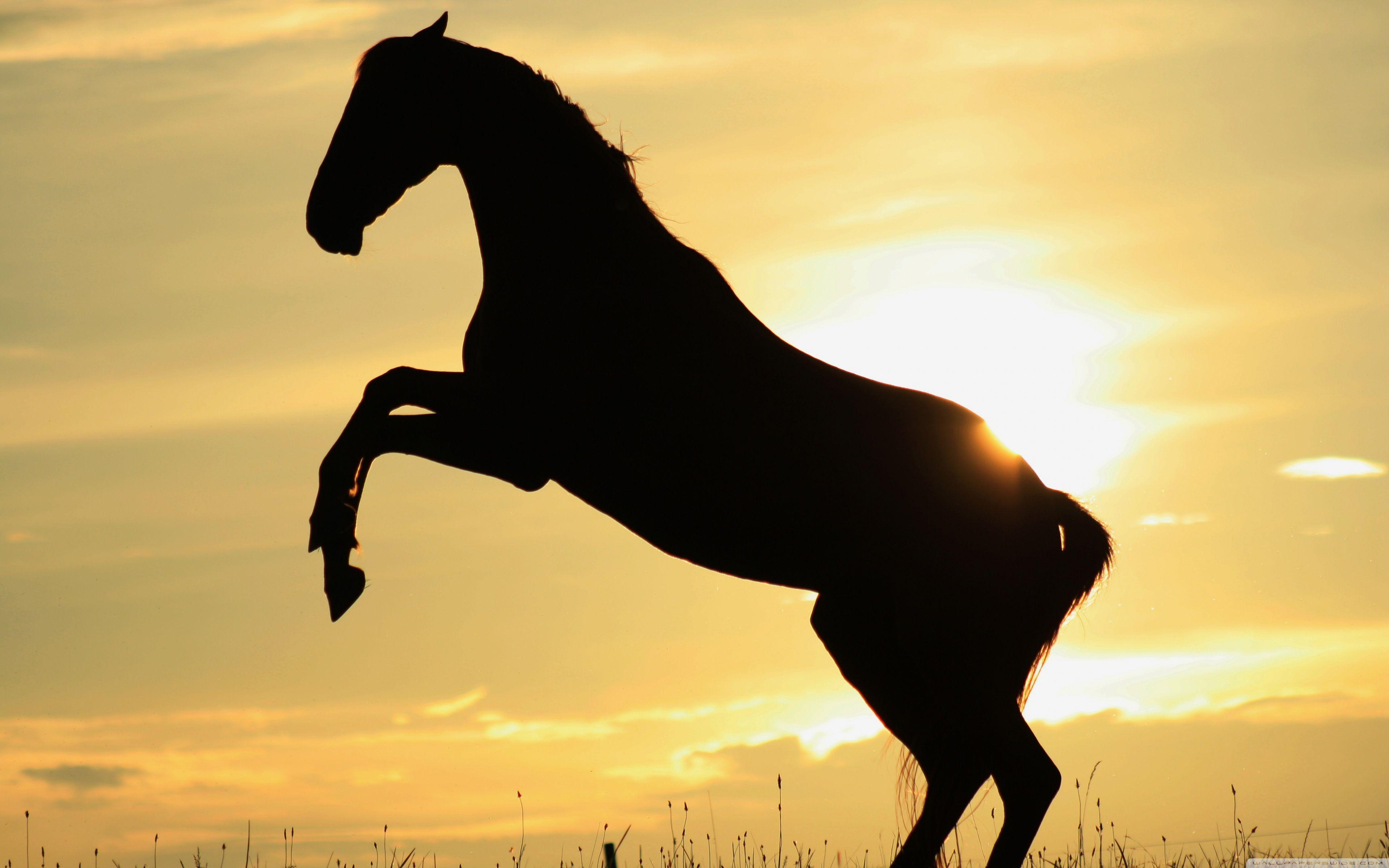 Horse Sunset Wallpapers Top Free Horse Sunset Backgrounds