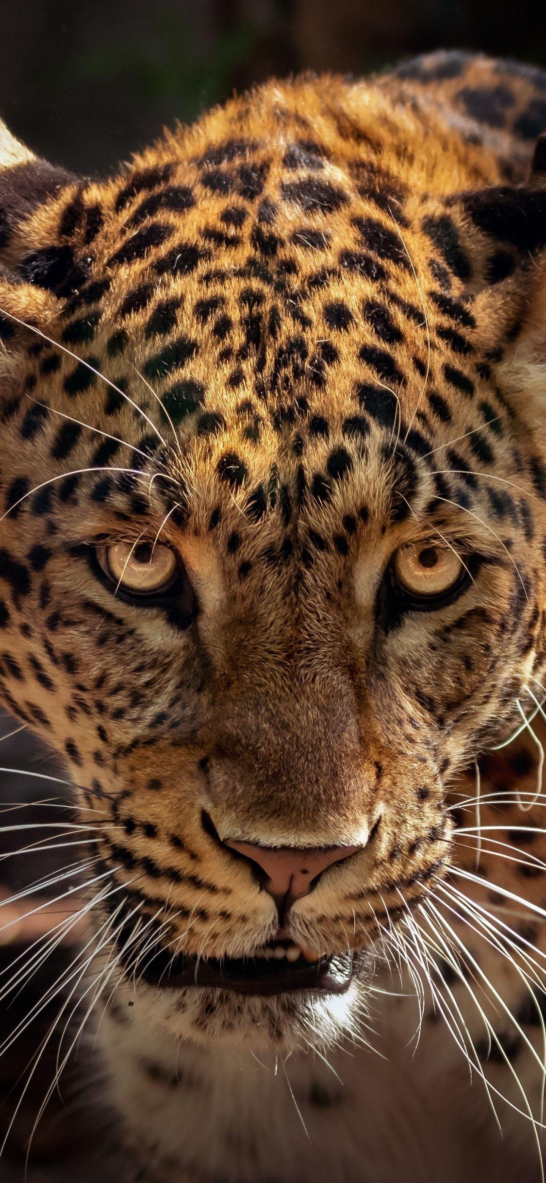 Jaguar iPhone Wallpapers Top Free Jaguar iPhone Backgrounds WallpaperAccess