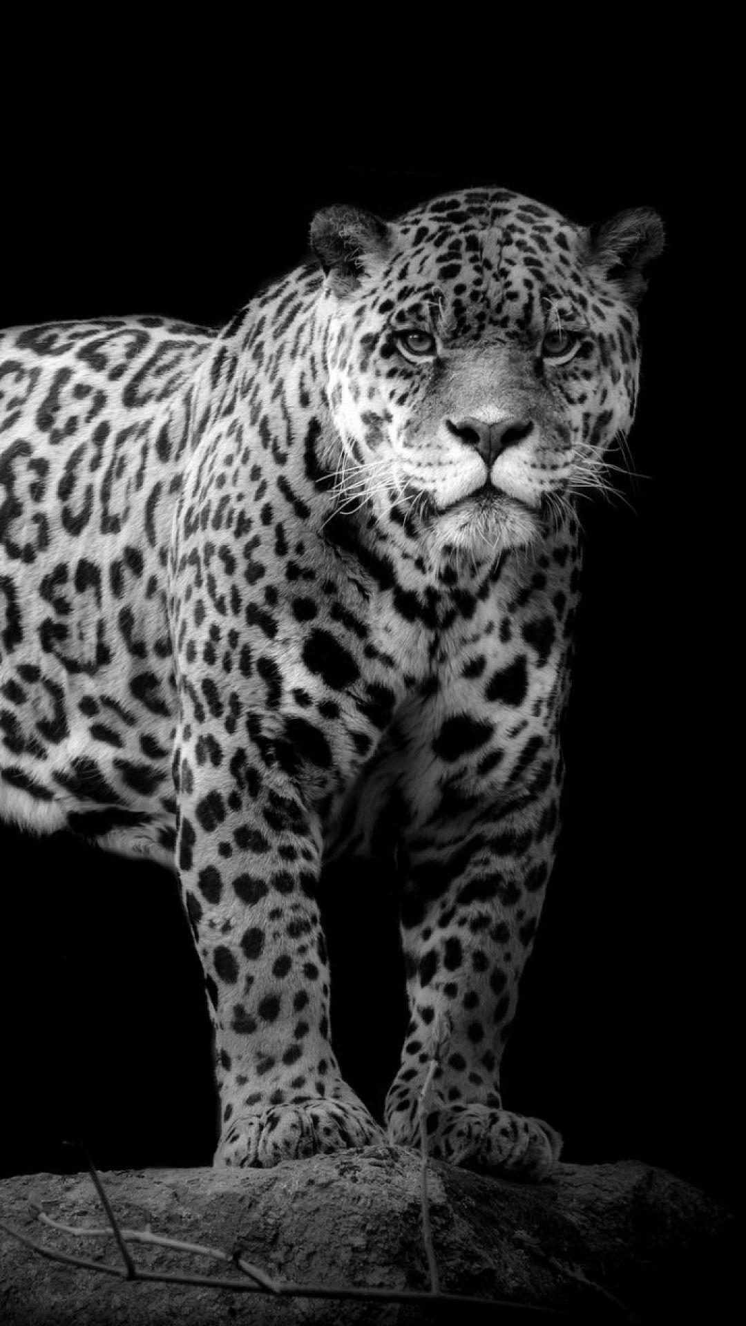 Jaguar iPhone Wallpapers Top Free Jaguar iPhone Backgrounds