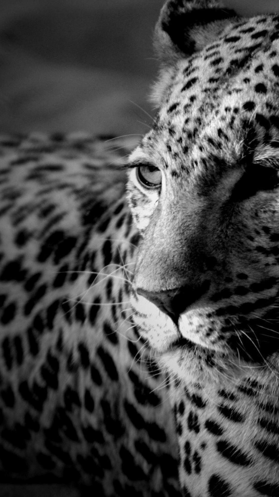 Jaguar iPhone Wallpapers Top Free Jaguar iPhone Backgrounds WallpaperAccess