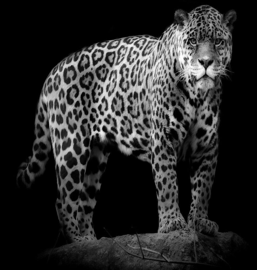 Jaguar iPhone Wallpapers Top Free Jaguar iPhone Backgrounds WallpaperAccess