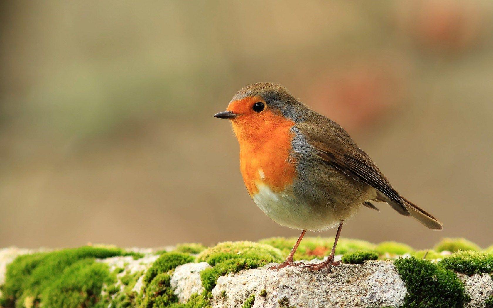 Robin Bird Wallpapers Top Free Robin Bird Backgrounds WallpaperAccess