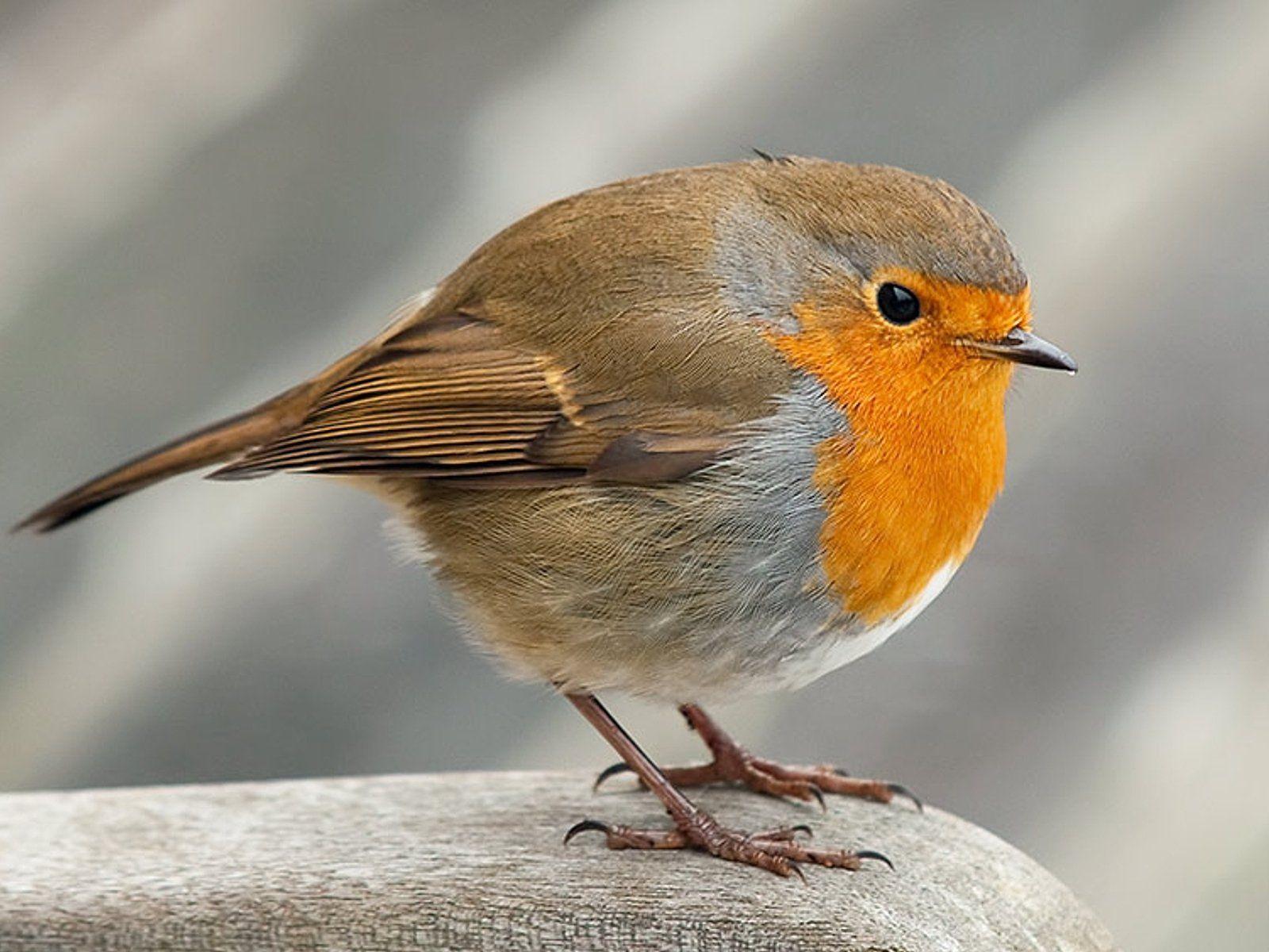 Robin Bird Wallpapers Top Free Robin Bird Backgrounds WallpaperAccess
