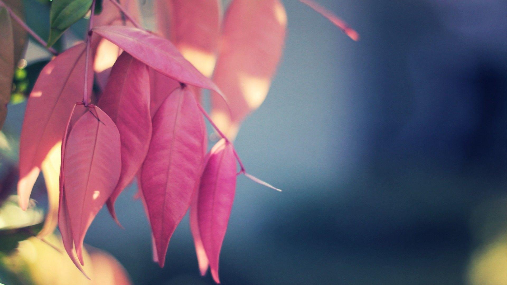 Pink Leaf Wallpapers Top Free Pink Leaf Backgrounds WallpaperAccess