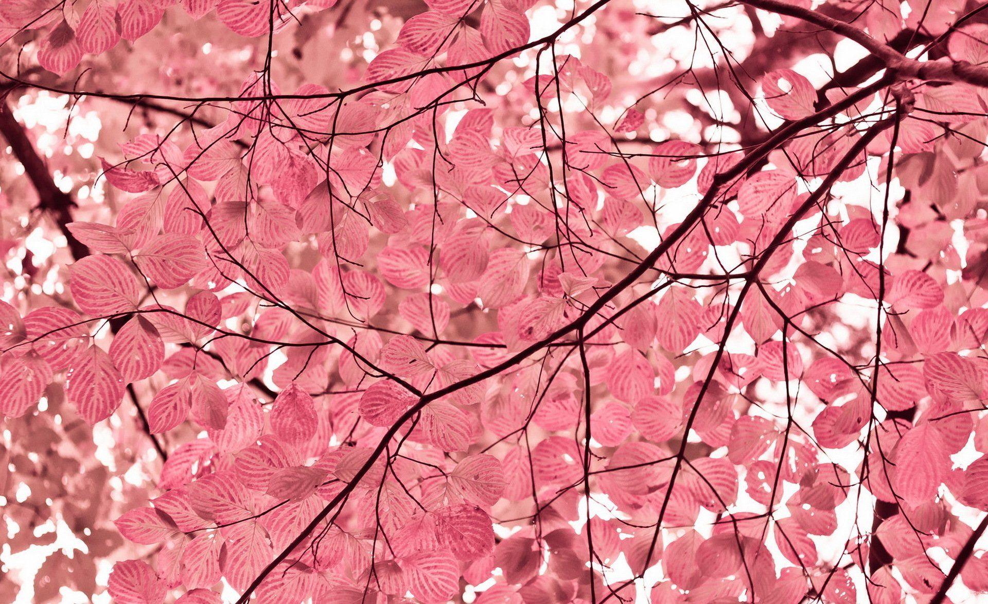 Pink Leaves Wallpapers Top Free Pink Leaves Backgrounds WallpaperAccess
