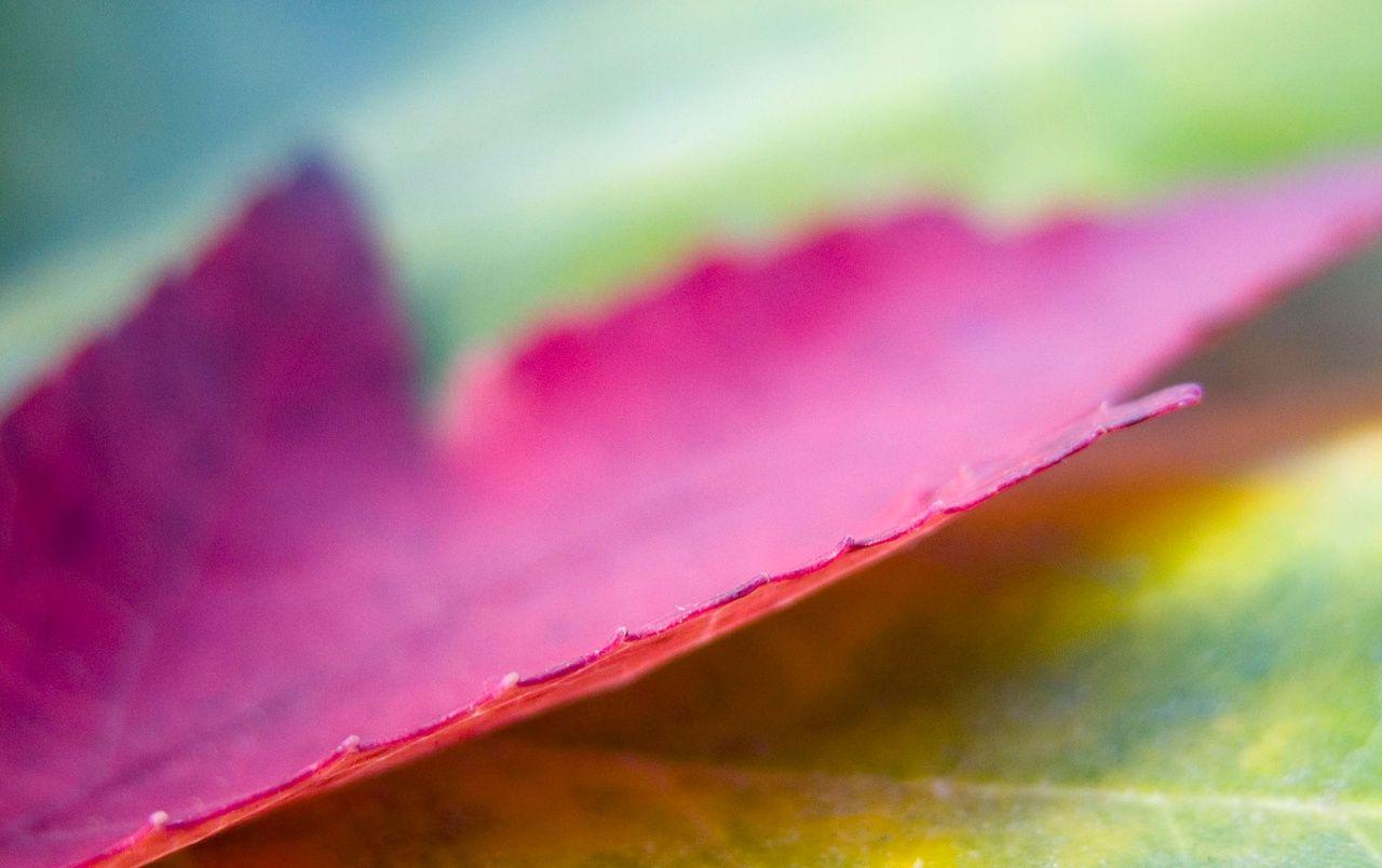 Pink Leaf Wallpapers Top Free Pink Leaf Backgrounds WallpaperAccess