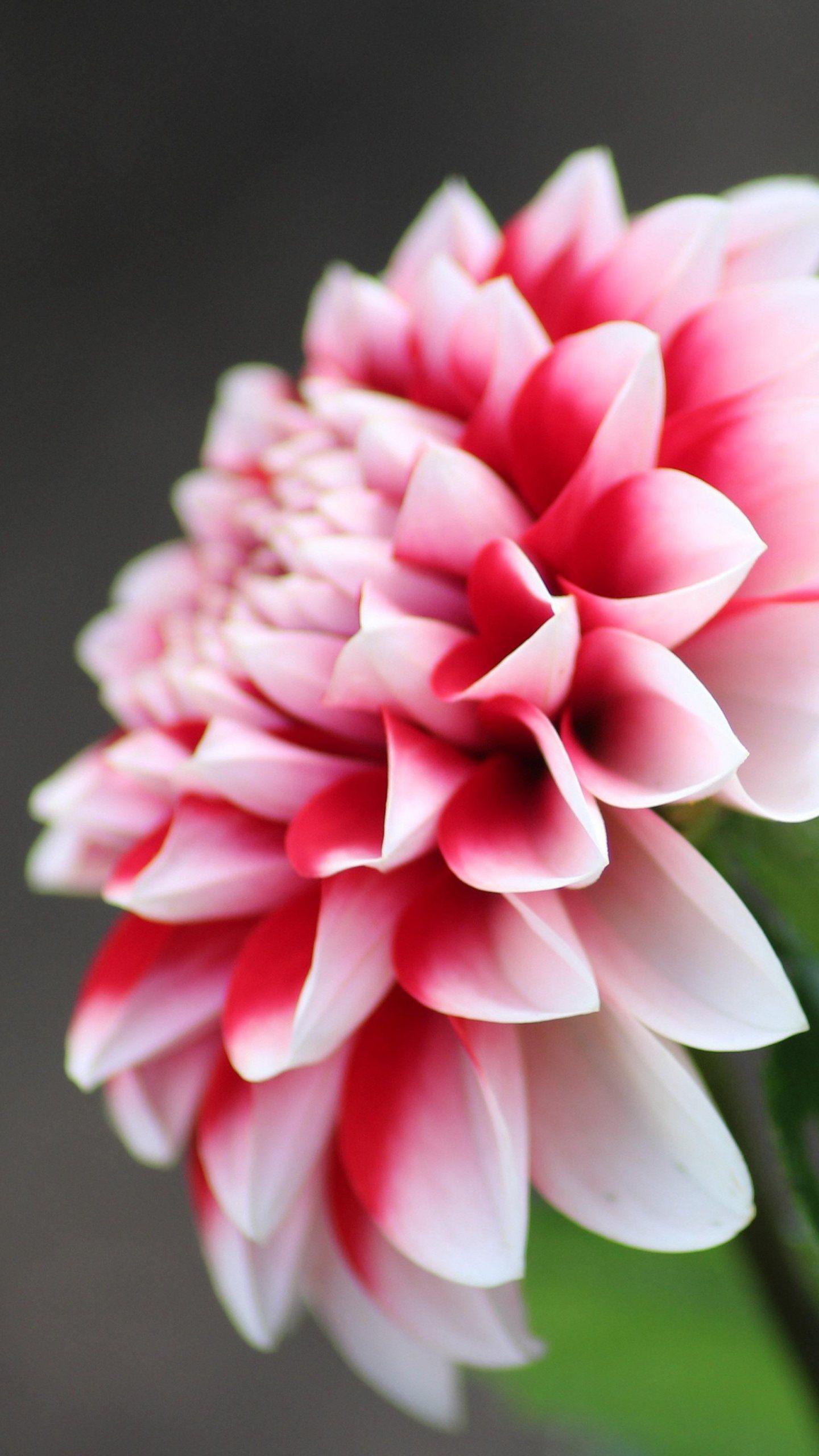 Dahlia Flower Wallpapers Top Free Dahlia Flower Backgrounds
