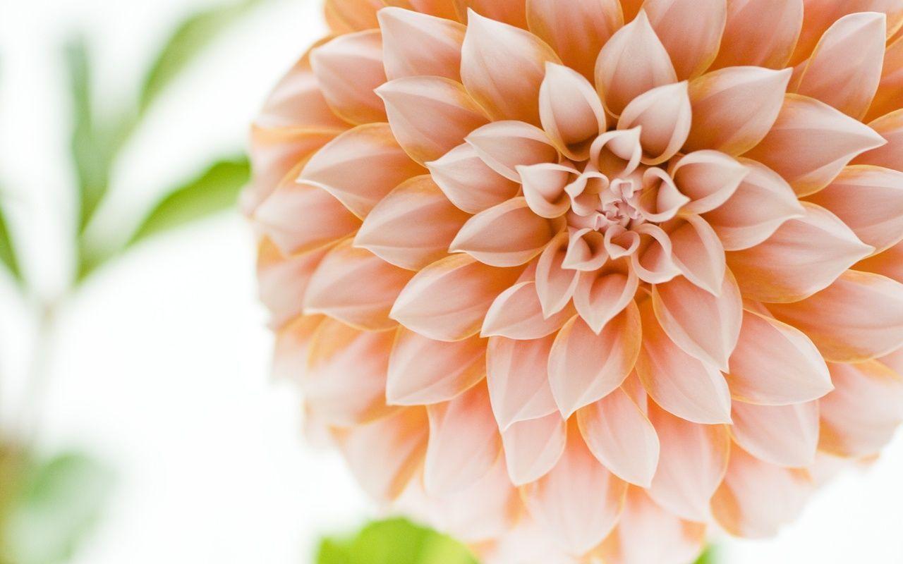 Dahlia Flower Wallpapers Top Free Dahlia Flower Backgrounds