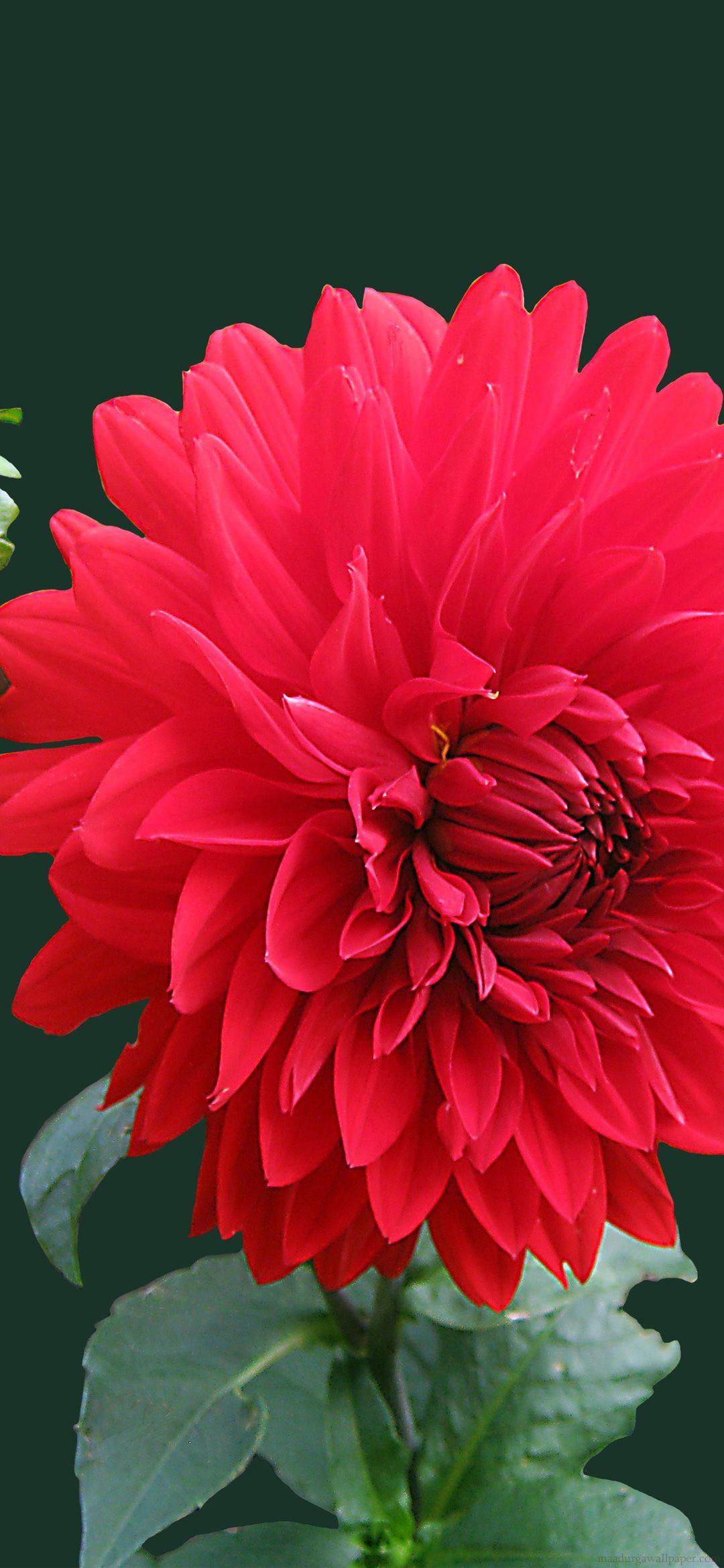 Dahlia Flower Wallpapers Top Free Dahlia Flower Backgrounds
