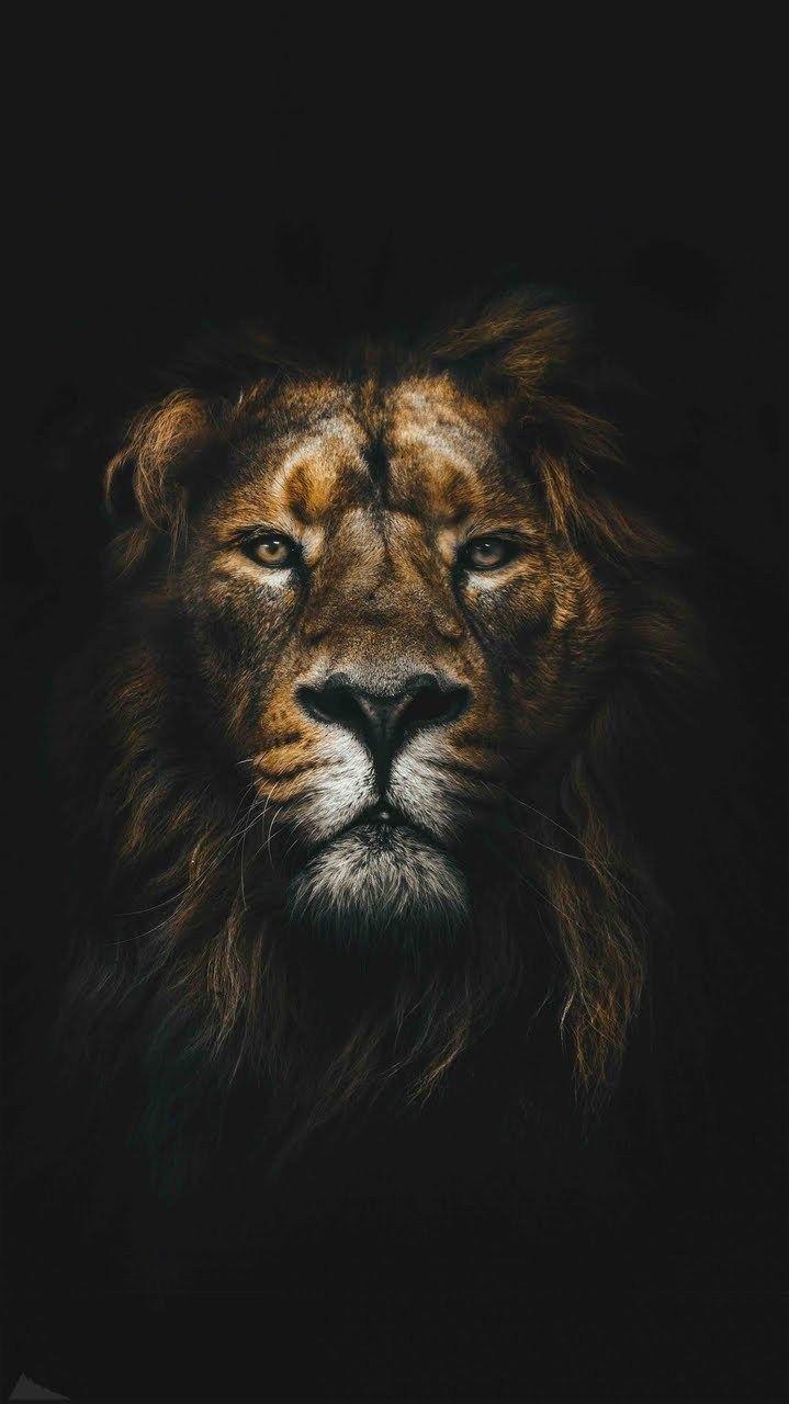 Cool Lion iPhone Wallpapers Top Free Cool Lion iPhone Backgrounds