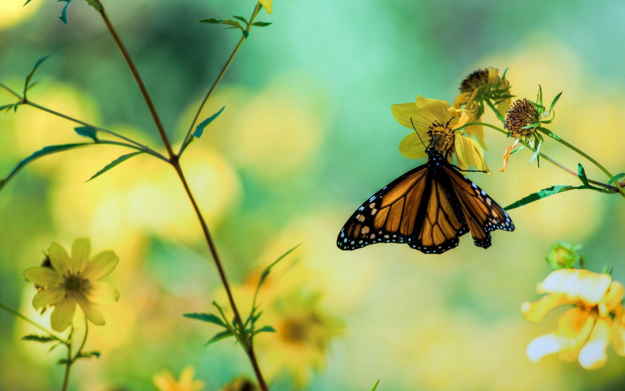 Cute Yellow Butterflies Wallpapers Top Free Cute Yellow Butterflies