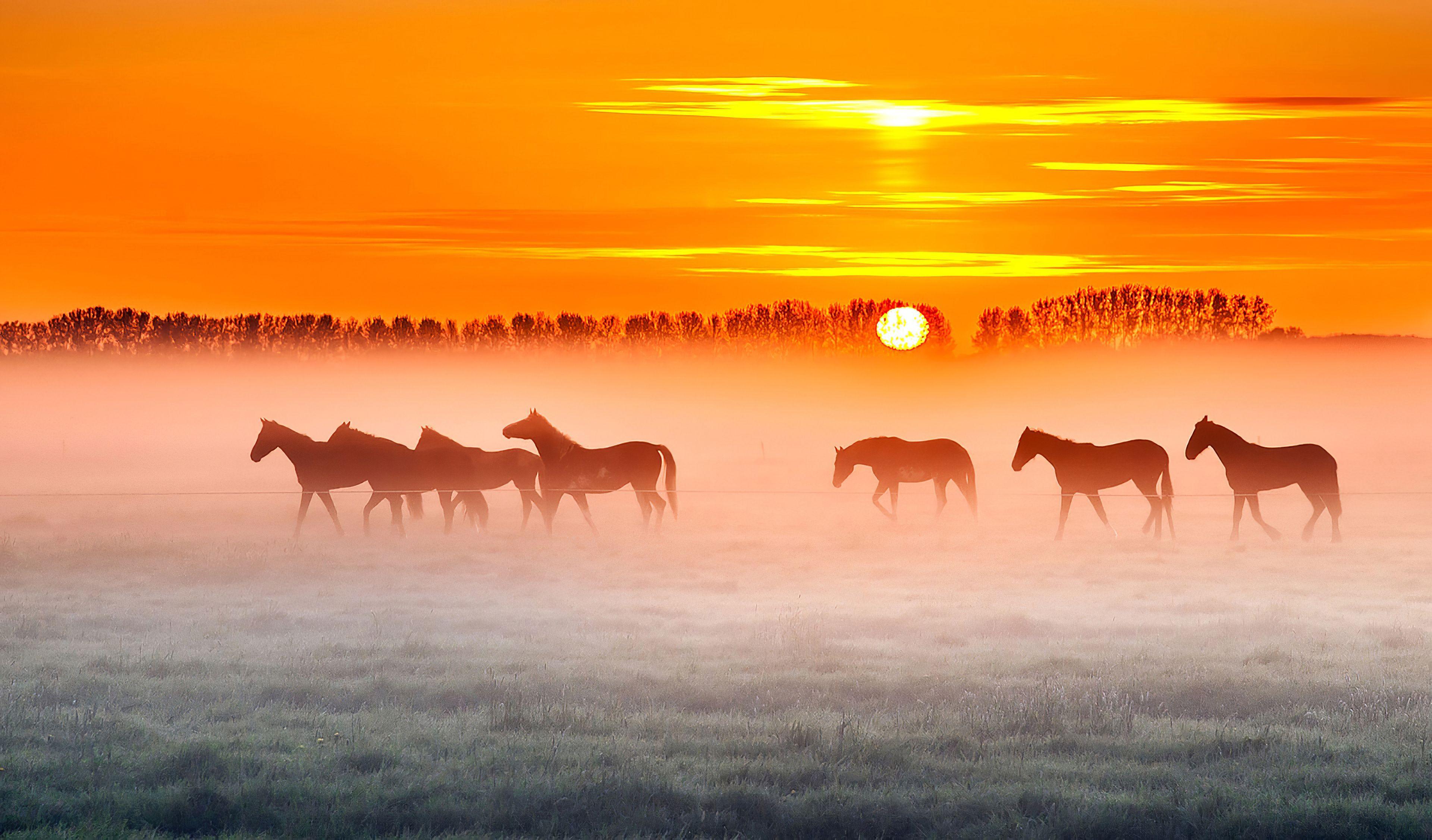 Horse Sunset 4K Wallpapers Top Free Horse Sunset 4K Backgrounds