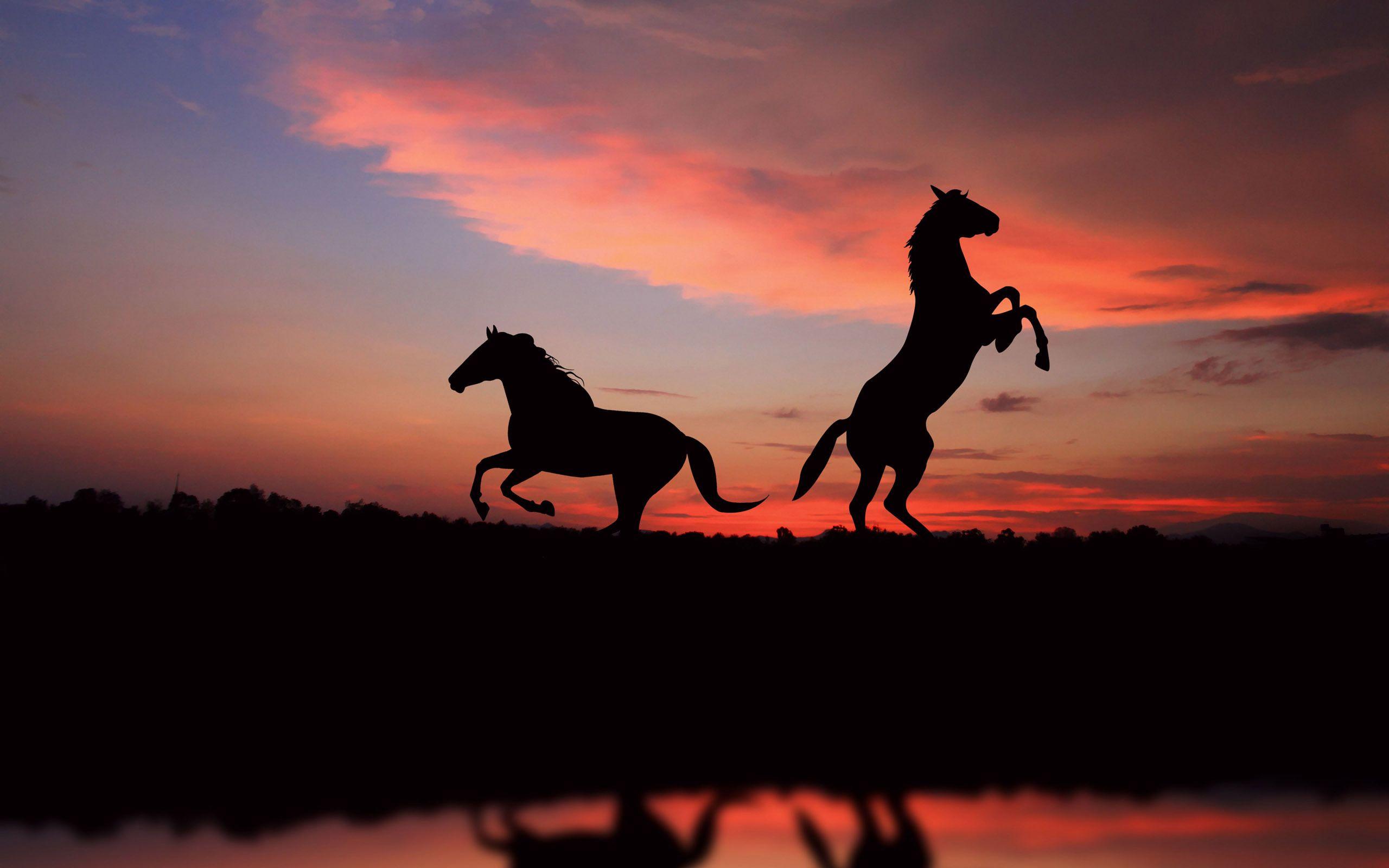Horse Sunset 4K Wallpapers Top Free Horse Sunset 4K Backgrounds