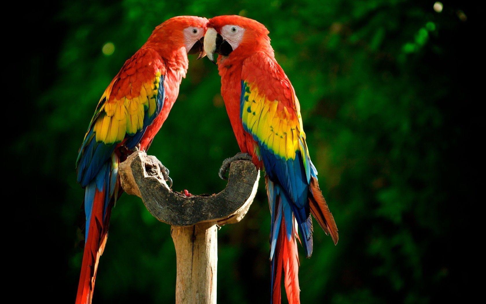 Colorful Parrot Wallpapers Top Free Colorful Parrot Backgrounds