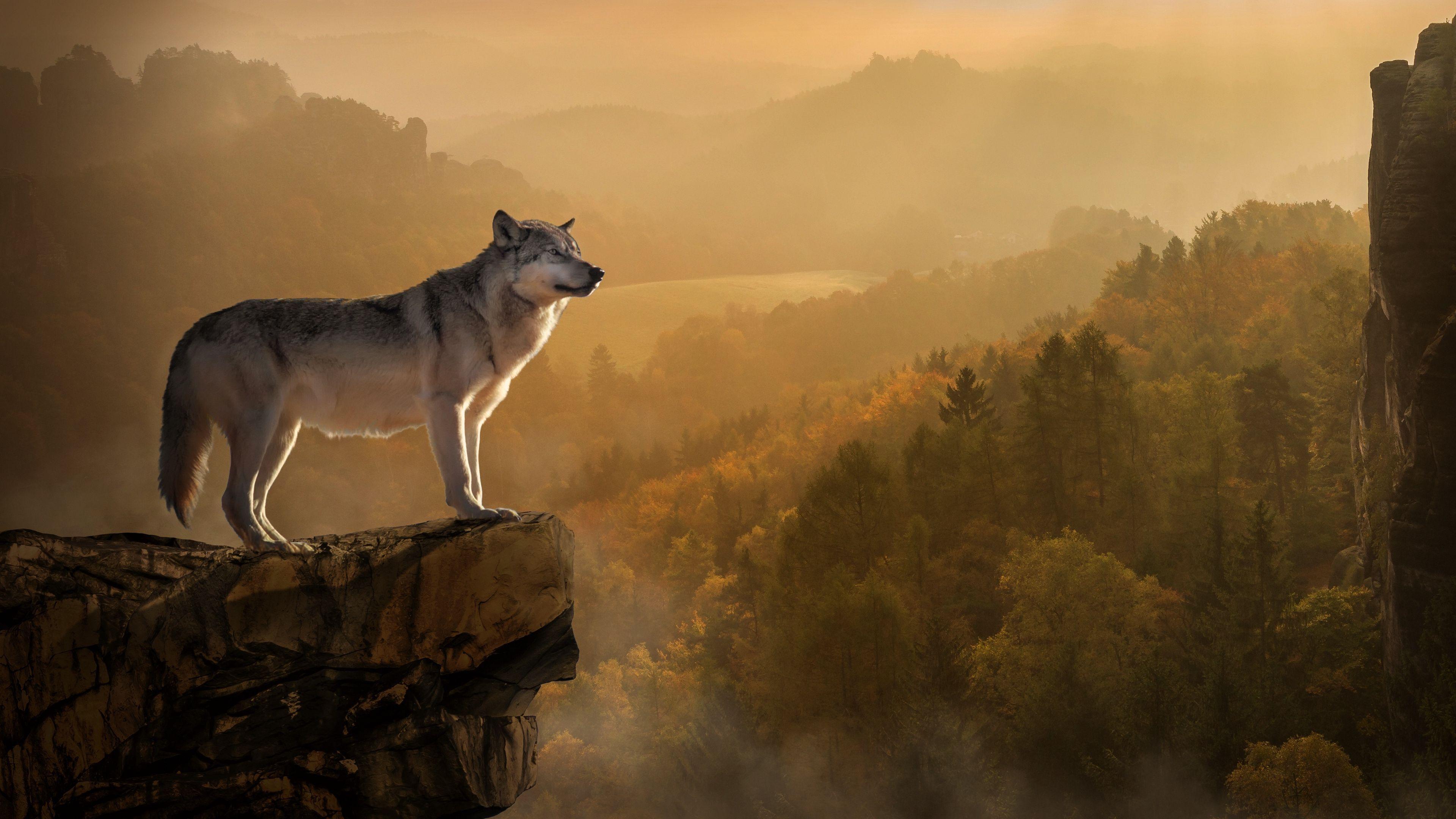 4K Ultra HD Wolf Wallpapers Top Free 4K Ultra HD Wolf Backgrounds