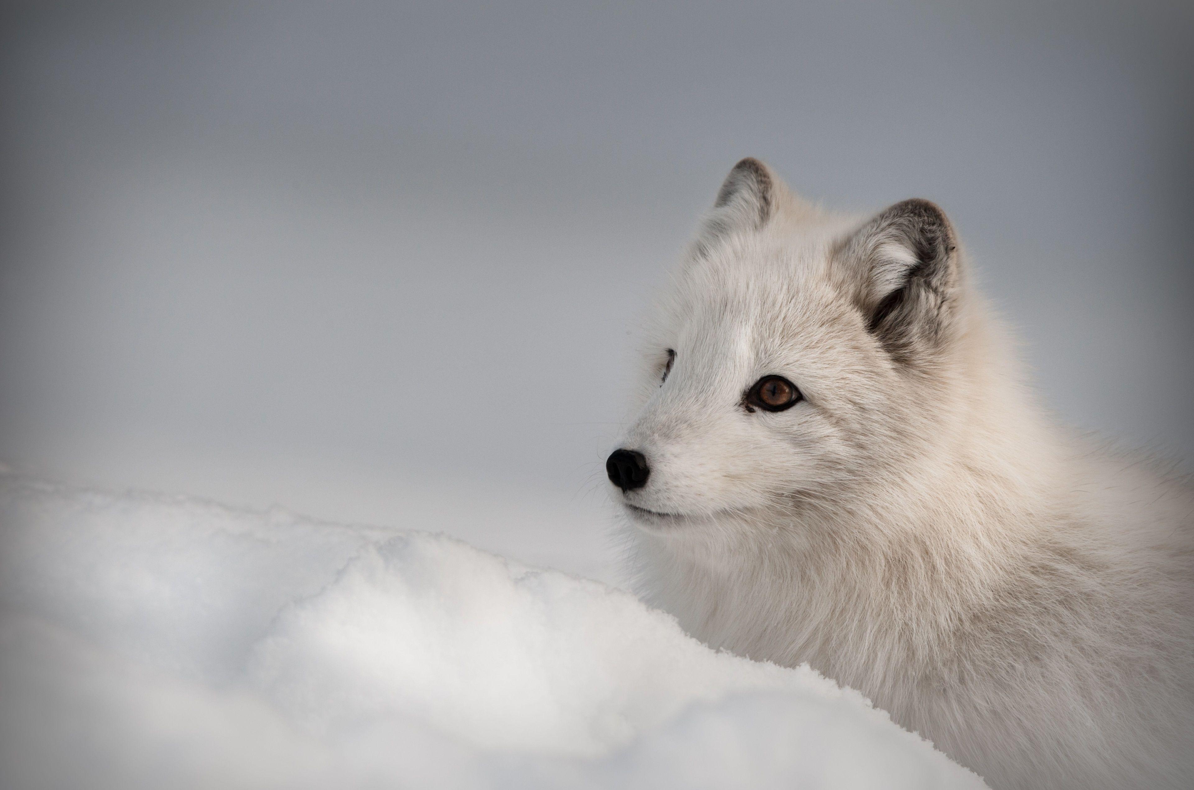 Arctic Fox 4K Wallpapers Top Free Arctic Fox 4K Backgrounds
