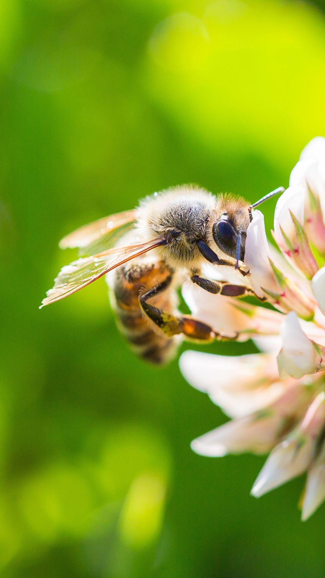 Bee Phone Wallpapers Top Free Bee Phone Backgrounds WallpaperAccess