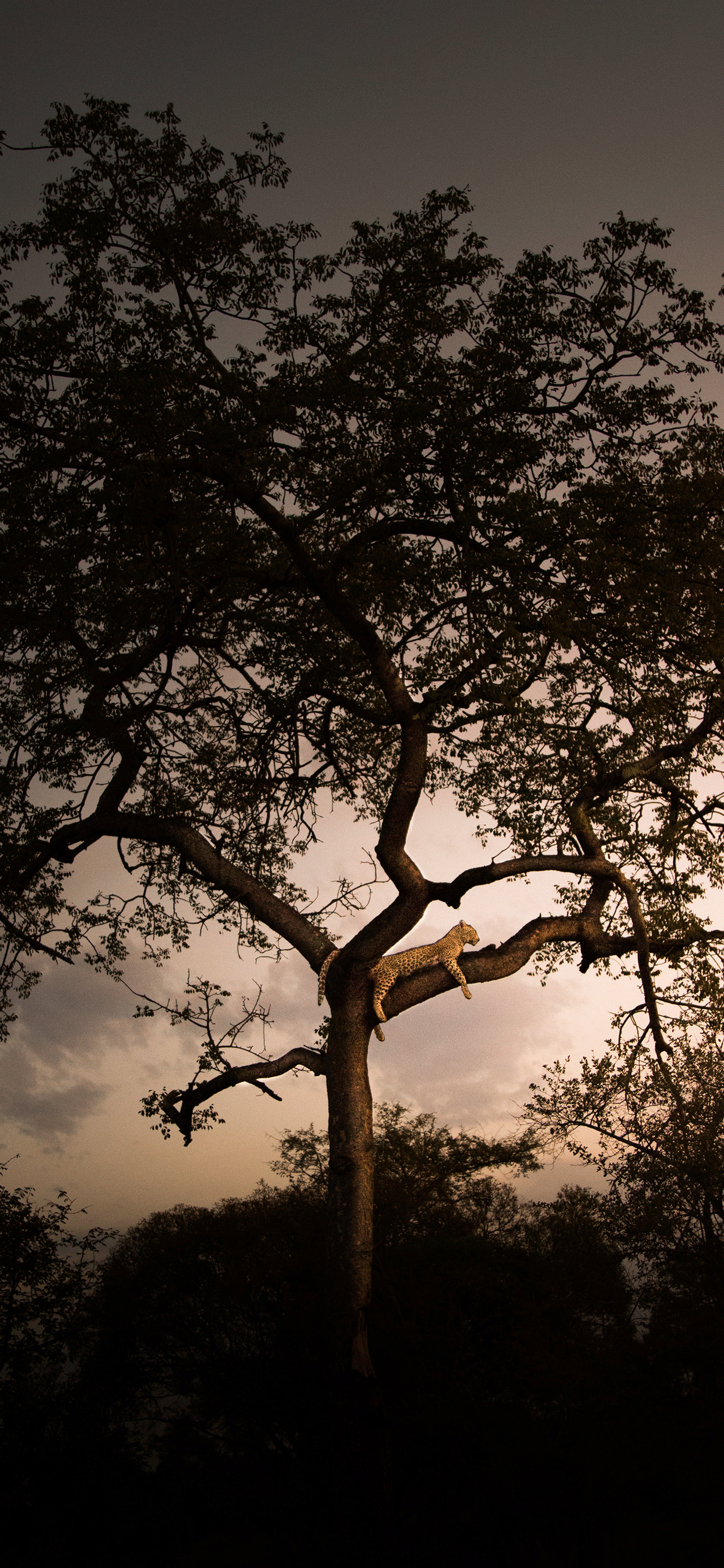 Africa iPhone Wallpapers Top Free Africa iPhone Backgrounds